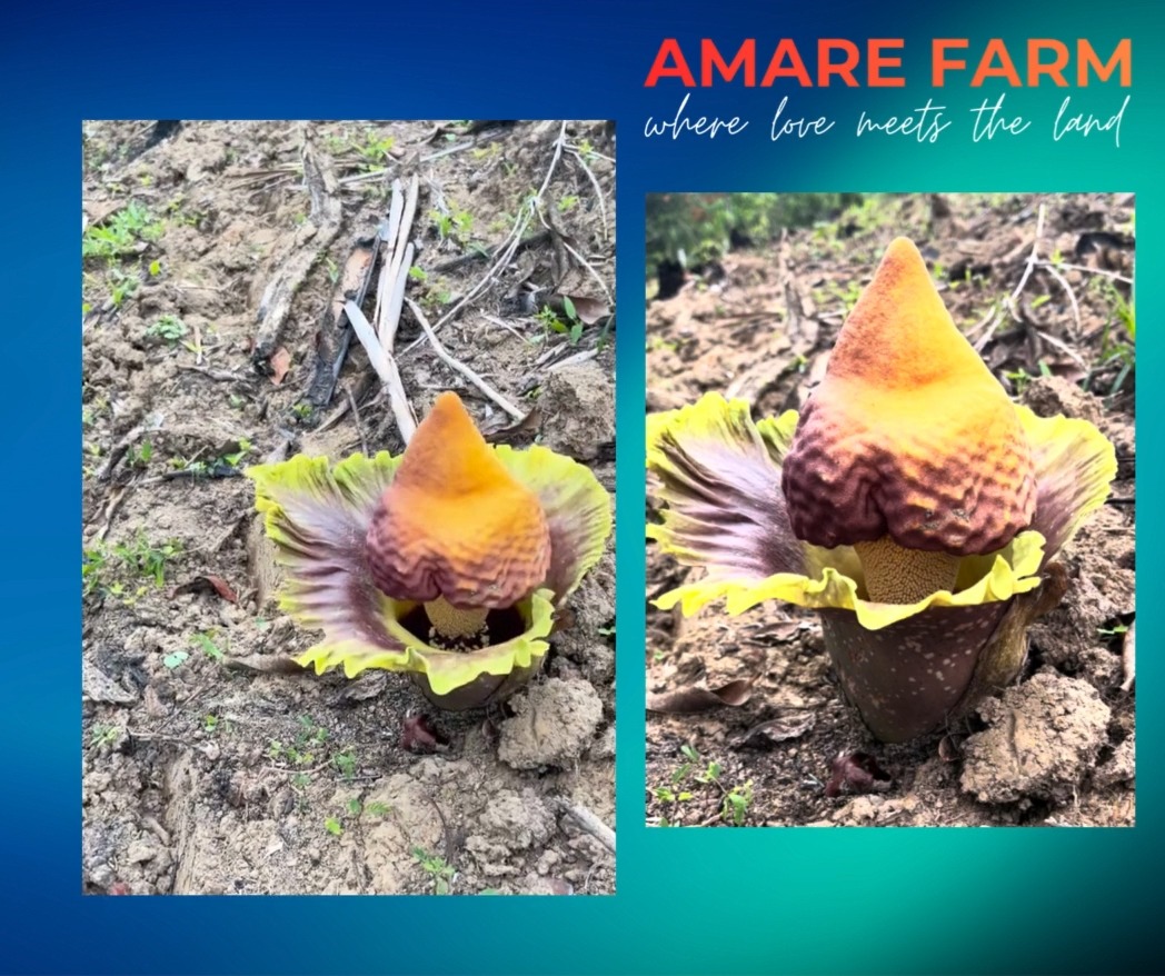 When the farm decides to drop a limited-edition flower. 😄🌸
Amorphophallus paeoniifolius (Elephant Foot Yam) in full bloom. 🌺
#AmareFarm #FarmFinds #WhereLoveMeetsTheLand