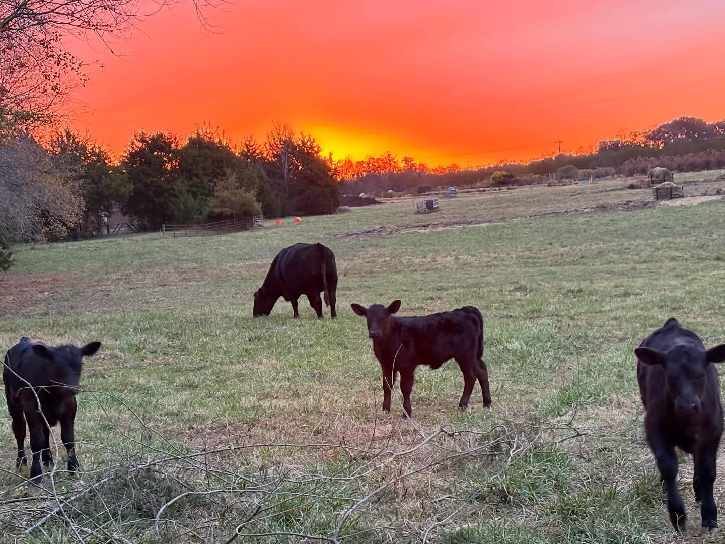 That time of year! We’re still open at the farm stand with lots of fall vegetables, including collards. Come see us on Monday, Wednesday, and Friday afternoons from 2 - 5:30 pm, or call (919)309-5935 to make an appointment.