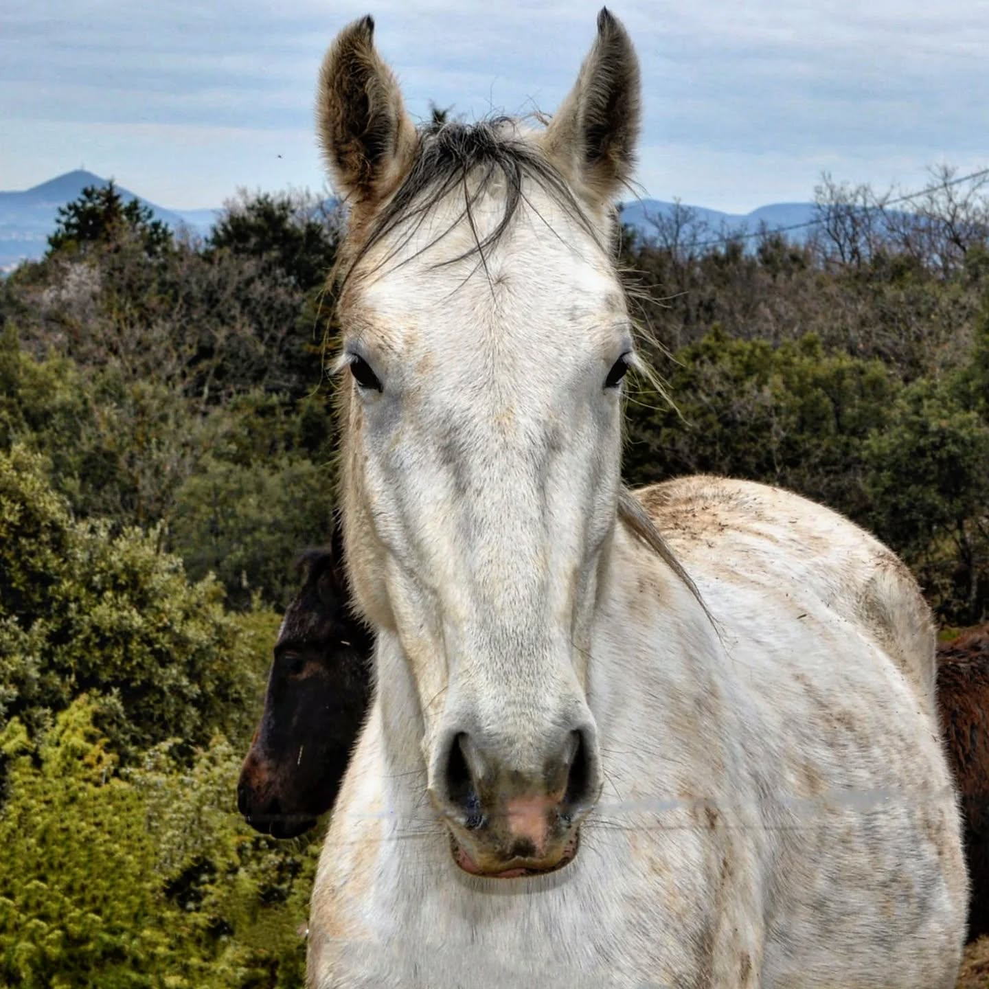 Un jour, une histoire... ✨
Case n°11 du calendrier de l’Avent
June Favory Gaetelisa
Nous voici en été 2019. Nous attendions impatiemment notre deuxième naissance, et surtout la toute première pouliche de Gaetelisa !
Le 19 août au matin, la surprise était là : June venait de voir le jour.
Toute petite, frêle, fragile… mais tellement jolie. J’étais si heureuse de découvrir que c’était une pouliche. Elle se laissait approcher sans difficulté, douce dès les premières minutes.
Mais ces premières heures de vie ont très vite tourné au cauchemar…
June ne tètait pas. Elle n’essayait même pas. J’ai tenté de l’aider, encore et encore, mais elle n’avait aucun réflexe de succion.
Le temps passait, et l’urgence grandissait.
Ni une ni deux, je trait Gaetelisa — qui se laissa faire sans aucun problème — et je donnais à la pouliche son colostrum à la seringue (le tout premier lait, indispensable car rempli d’anticorps). Puis nous l’avons emmenée au box, en attendant les vétérinaires. Le verdict est tombé comme un coup de massue :Ils nous expliquent qu’elle ne survivra probablement pas… Toujours aucun réflexe de succion, incapable de téter seule.
Ils la condamnent, disant qu’elle est “neuneu”, probablement prématurée…
Je n’arrivais pas à y croire. Une véritable douche froide.
Mais j’ai décidé de tenir mon rôle d’éleveuse jusqu’au bout. La petite était là, et tant qu’elle se battait, je me battrais aussi.
C’est ainsi qu’a commencé la mission : l’allaiter nuit et jour, toutes les 40 minutes.
J’ai annulé tout ce que j’avais prévu et je me suis consacrée entièrement à elle.
J’ai essayé mille astuces : du miel sur les mamelles, du lait sur mes doigts… Rien n’y faisait. Toujours aucun réflexe.
Au bout de la deuxième nuit, épuisée, ma mère m’a aidée à prendre les tours.
Puis, au petit matin, 48 heures après la naissance, j’entre dans le box…
Et là, la surprise la plus incroyable : June téte toute seule.
Elle avait trouvé la mamelle, et ne la lâchait plus !
Après 48 heures à la nourrir à la seringue, nous l’avions sauvée.
Aujourd’hui, June est en parfaite santé.
Elle a été débourrée à 3 ans, puis mise à la reproduction. Elle prend son rôle de maman très à cœur, et déborde d’amour.