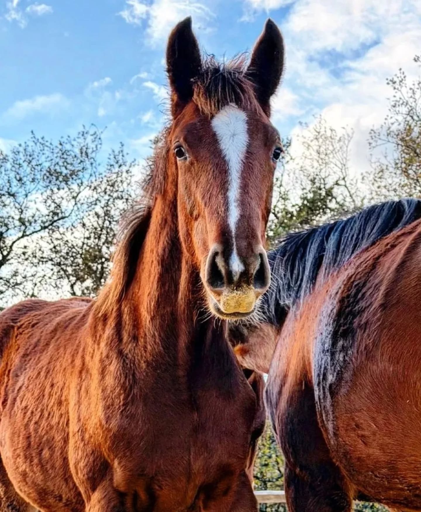 🔥 Vanora Séolanes Z 🔥
La jument qui coche toutes les cases !
✨ Chic, élégante et moderne, Vanora attire l’œil au premier regard.
🦄 Avec de la taille et une jolie présence, elle offre un modèle harmonieux et imposant.
🔝 Issue d’un croisement haut de gamme (Voulez Vous by VDB × Vice Versa Coolfin × Karamel de Lauture), elle réunit mental en or et génétiques sportives soigneusement sélectionnées.
💥 Un vrai potentiel sportif qui ne demande qu’à s’exprimer !
Que vous cherchiez une future crack ou une partenaire d’avenir, elle saura vous convaincre.
@delcheralexandra
#HorseForSale
#JumentÀVendre
#Horse
#ElevageFrançais
#YoungHorse