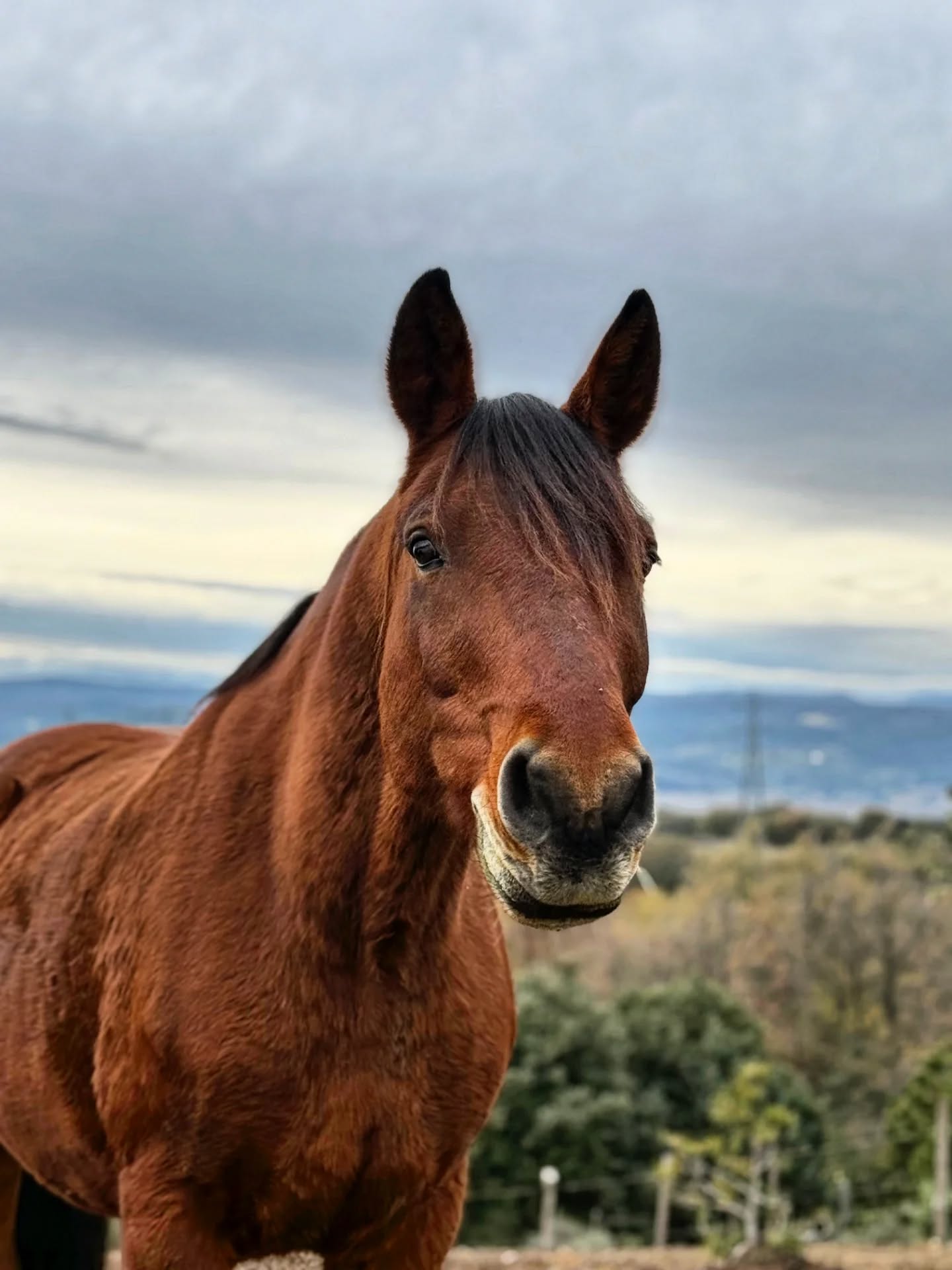Un jour, une histoire… ✨
Case n°8 du calendrier de l’avent !
Argan de Lagnes 🤍
Alors que l’élevage prenait véritablement forme, j’avais en tête de développer aussi une activité de tourisme équestre. L’été, à Montclar, le tourisme bat son plein : c’était l’endroit idéal pour proposer des balades.
Ayant déjà quelques chevaux de randonnée, je cherchais à compléter le cheptel… lorsqu’une amie, Virginie, m’envoie une annonce : celle d’Argan.
Un grand arabo-comtois d’1m65, solide, harmonieux… Je pars donc en 2019 à L’Isle-sur-la-Sorgue pour le rencontrer. Et là : le coup de cœur.
Un cheval magnifique, avec un cœur qui déborde de gentillesse. C’était évident : Argan devait rejoindre les écuries.
À son arrivée, il commence principalement par les balades. Un peu sur l’œil au début — surtout devant les vaches ou certains animaux — il avait simplement besoin d’être désensibilisé. Et au fil du temps, il m’a accordé sa confiance.
Déjà doté de très bonnes bases de dressage, nous avons commencé à le faire sautiller… non sans quelques hésitations de sa part : les barres lui faisaient un peu peur au début ! 😂
Il a ensuite donné des cours à des cavaliers de tous niveaux, et s’est montré parfait en extérieur : rien ne l’arrêtait.
En 2023, impressionnée par ses qualités, je décide de me lancer avec lui en concours. Quelques CSO, jusqu’en prépa 1 m, du derby eventing… Il était toujours volontaire, toujours prêt à faire plaisir. Je l’emmenais aussi avec moi en formation, où nous avons sauté de grosses barres et commencé les changements de pied en dressage.
Avec son grand cœur, Argan était prêt à tout pour moi.
Le cheval parfait.
Lors de notre déménagement à Malataverne, il était évident qu’il devait venir avec nous. Aujourd’hui encore, je prends un immense plaisir à le monter. Il continue sa belle vie entouré de ses copains, de demi-pensions qui prennent soin de lui, et de quelques cours qu’il dispense avec patience et générosité, du débutant au confirmé.
Merci Argan, pour toutes ces belles années, pour celles à venir, pour ton dévouement et ta douceur infinie. 🤍✨
#ArganDeLagnes
#ChevalDeCœur
#TourismeÉquestre
#AventureÀCheval
#CavalierPourLaVie