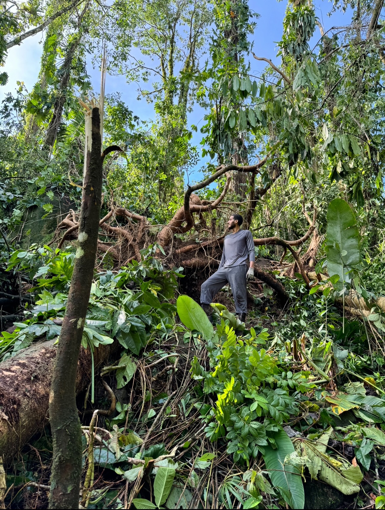 Trees that have stood since the beginning were torn from their roots, their leaves stripped away, their bark scorched by winds so fierce they felt like fire. Many fruit trees toppled and mangled, whole hillsides of jungle transformed from vibrant green to a stark, dystopian landscape of bare trunks and broken limbs.
Bamboo, trees, and debris fell by the hundreds, making roads impassable. Big and little farms (including ours) completely destroyed and ripped of their crops, losing their entire livelihood in a few hours.
Yet with life, faith, and community, we move forward — tree by tree, machete chop by machete chop — carving our way back.
We trust in the divine, and in the strength and wisdom that carried us this far, to rebuild again… stronger than before. We stood strong and will continue to stand by our home, our lands, and our community.
Much love to all our brothers and sisters who lost even more 💔