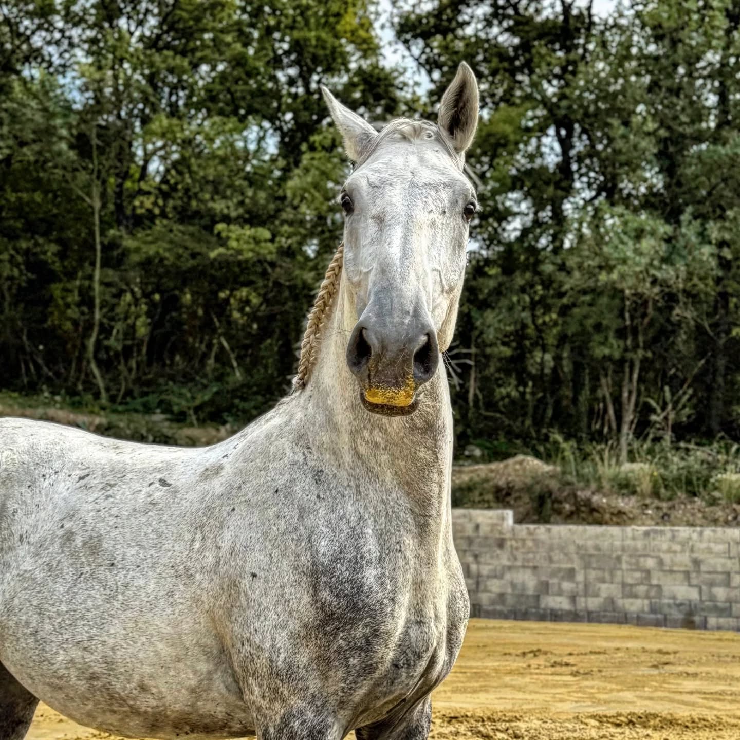 Un jour, une histoire… ✨
Case n°13 du calendrier de l’avent !
Kristo Favory Océane 🤍
Océane ayant été prise un peu tard dans l’année, nous attendions son poulain avec impatience.
Tout était prêt : le parc, le box, l’accueil de ce nouveau petit être… Et le 11 septembre, une date facile à retenir, le petit loup pointait le bout de son nez.
Déjà bien haut sur ses jambes, avec un regard doux, Kristo découvrait la vie pas à pas.
Sa maman, en pleine forme, connaissait parfaitement son rôle. Elle gérait tout seule, protectrice et attentive : une vraie maman poule. 🤍
Naître en septembre à Montclar n’est pas chose facile, surtout pour traverser l’hiver quand on est encore tout petit… mais Kristo s’en est sorti comme un chef.
C’était un poulain délicat, qui avait besoin de temps et de confiance pour s’ouvrir à l’humain.
En grandissant, il s’est rassuré à notre contact, est devenu de plus en plus beau et s’est affirmé. Il a hérité du physique ravageur de sa mère et du tempérament doux et gentil de son père.
Kristo est un cheval fin, sensible, à qui il faut donner confiance pour révéler toute sa loyauté.
Fils de Océane Favory Vanessa et de Bonito Favory Nova. 🤍✨