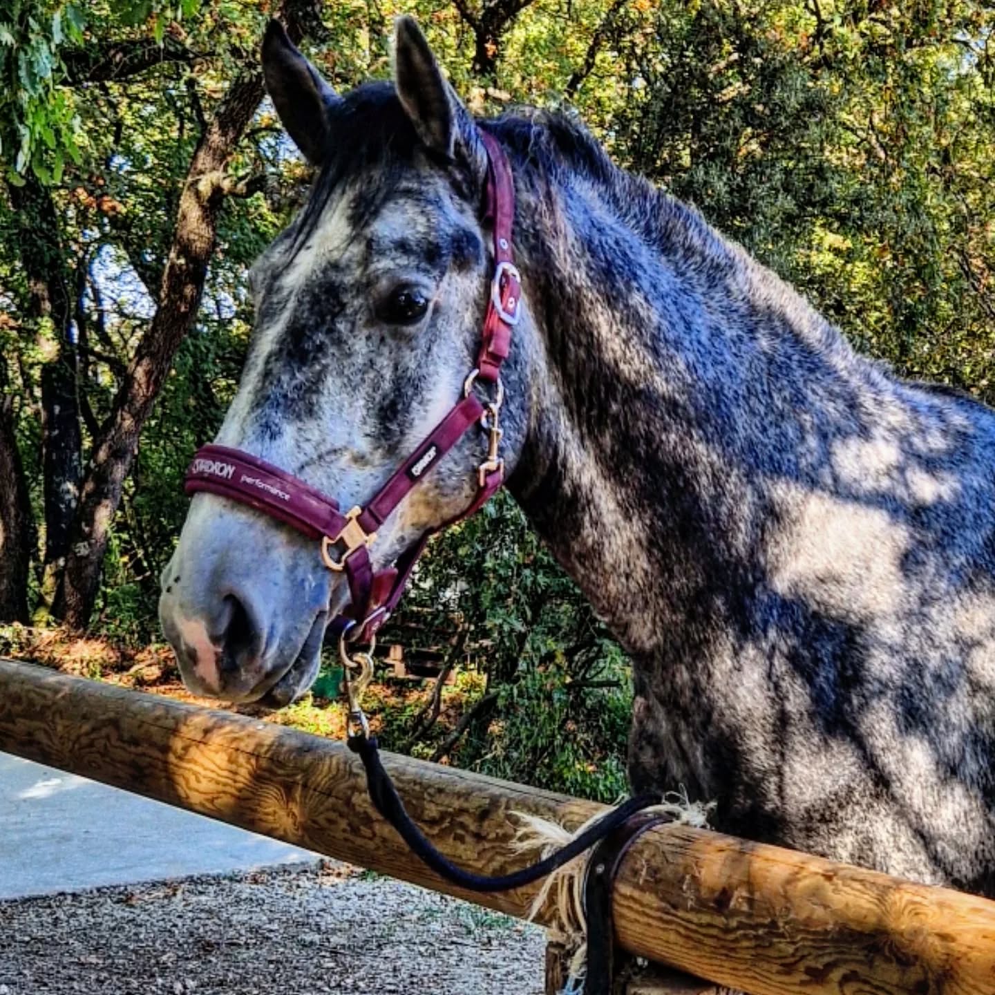 Un jour, une histoire… ✨
Case n°14 du calendrier de l’avent
Latino Favory Gaetelisa 🤍
Nous sommes en 2021. Gaetelisa est pleine de son deuxième poulain.
Mais cette gestation est difficile, très éprouvante. Elle nous fait plusieurs frayeurs, se couche énormément… jusqu’au jour où nous devons appeler le vétérinaire en urgence : elle n’arrive plus à se relever. Elle est perfusée, totalement épuisée. Le vétérinaire ne parvient pas à identifier précisément la cause, et nous redoublons de vigilance, espérant qu’aucune complication grave ne survienne.
Les derniers jours avant la mise bas sont particulièrement compliqués. Gaetelisa présente d’importants œdèmes, du poitrail jusqu’aux mamelles. L’inquiétude est permanente.
Puis, le 7 mai 2021, Latino voit le jour.
Sans difficulté.
Un grand et beau mâle, déjà bien campé sur ses jambes, le regard curieux et plein de générosité. Doux, gentil, à l’image de sa maman.
Quel soulagement de savoir tout le monde en bonne santé.
Gaetelisa se remet peu à peu de cette pénible gestation, et je prends alors une décision importante : la mettre à la retraite. Elle l’avait amplement mérité. Cette maman au grand cœur avait déjà tant donné… il n’était pas question de risquer une naissance de trop.
Latino, lui, se révèle rapidement débrouillard. Il grandit entouré de ses frères, dans l’amour et la sérénité.
À 3 ans, vient pour lui le moment de trouver sa famille pour la vie. C’est ainsi que Sophie et Jeanne croisent son chemin : elles recherchaient un cheval doux, gentil et polyvalent — Latino correspondait parfaitement à leurs attentes.
Le débourrage se fait comme une évidence : une gentillesse rare, un cheval en or.
Aujourd’hui, il coule des jours heureux auprès de sa nouvelle famille, tout en restant près de nous, en pension aux Écuries 🤍✨