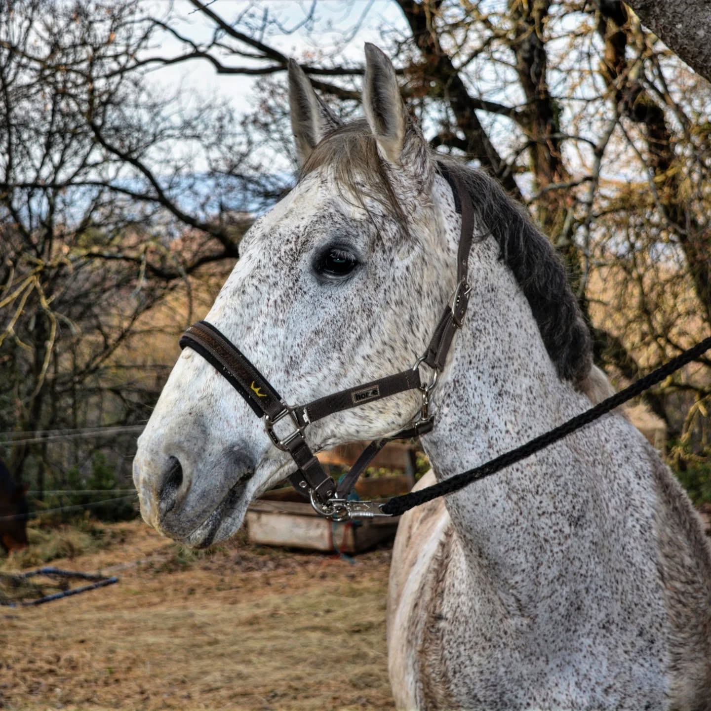 Un jour, une histoire… ✨
Case n°4 du calendrier de l’avent !
Bonito Favory Nova 🤍
Comment ne pas parler de lui ? Il est le premier pilier de notre élevage...
Avec deux juments pour démarrer notre élevage, la grande question se pose : comment les faire saillir ?
L’insémination étant compliquée dans la race, deux options s’offrent à nous : trouver un étalon en monte naturelle en main… ou acheter notre propre étalon.
Pour la praticité — et parce qu’après tout, autant vivre l’aventure de l’élevage jusqu’au bout — nous avons décidé d’accueillir un étalon à la maison.
Quelques recherches plus tard, je tombe sur l’annonce de Bonito. J’y vais… et là, le coup de cœur immédiat.
Au moment où je monte en selle, tout se confirme : ses allures aériennes, sa légèreté… c’était la première fois que je montais vraiment un Lipizzan, et quelle révélation !
Quelques semaines plus tard, au printemps 2018, il arrive chez nous.
Nous commençons la reproduction avec Gaetelisa, d’abord en main. Mais sa douceur et sa gentillesse étant exceptionnelles, nous le passons ensuite en liberté. Et ainsi, année après année, il poursuit sa carrière auprès de nos juments, toujours avec la même bienveillance.
En parallèle, je le travaille monté : un vrai régal.
Coopératif, volontaire, prêt à tout pour me faire plaisir… Il savait tout faire : dressage, saut, randonnée.
Nous avons suivi des stages ensemble, progressé, appris l’un de l’autre. Il m’a tant apporté.
Et puis, en 2025, notre première participation commune à Cheval Passion… Quel moment ! Quelle fierté de représenter notre élevage grâce à lui. ❤️
Aujourd’hui, Bonito coule des jours heureux dans un autre élevage où il poursuit sereinement sa carrière d’étalon, entouré de juments. 🥰
Merci pour toutes ces magnifiques années, mon beau.
Il est le père de :
• June Favory Gaetelisa
• Kiana Favory Dune
• Kalypso Favory Danna
• Kristo Favory Océane
• Latino Favory Gaetelisa
• Luego Favory Danna
• Manolo Favory Dune
• Maestro Maestoso Océane
• Nymphe Favory Danna
• (Obrigado) Favory Dune I
• (Prada) Fagaraseanca
#BonitoFavoryNova
#ElevageLipizzan
#ÉtalonLipizzan
#AventureÉquestre
#PassionDuCheval
