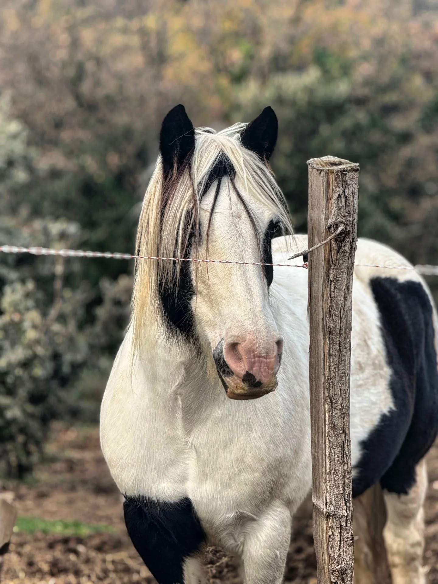 Un jour, une histoire...✨️
Case n°10 du calendrier de l’Avent !
Dipsy Cob
Un peu avant l’été 2019, lors de ma première saison de balades, je suis tombée sur l’annonce d’un cheval… mais pas n’importe lequel : un cheval que je connaissais déjà. Il appartenait à une amie d’enfance avec qui je montais lorsque j’étais plus jeune.
Je cherchais alors à compléter mon cheptel, et Lois, souhaitant partir en études supérieures, ne pouvait plus garder Dipsy.
Le parfait compromis s’est imposé : je prendrais Dipsy en confiage !
Arrivé à la maison, son intégration avec les autres chevaux a été d’une grande simplicité. Il était tellement sociable ! Il vivait avec mes premiers jeunes poulains : il se comportait comme un grand frère, passant des heures à jouer avec eux.
À l’époque, il avait 6 ans, connaissait déjà beaucoup de choses et partait en balade sans aucun problème. Une vraie facilité : il accompagnait aussi bien les débutants que les cavaliers expérimentés, avec son pied sûr et son bon pas. Jamais à la traîne, toujours partant !
Il a ensuite participé à quelques cours et a permis à plusieurs cavaliers de faire leurs débuts en équitation. Un excellent professeur : simple, volontaire, toujours prêt à faire plaisir… un vrai petit cheval d’amour.
Un an plus tard, sa propriétaire ne pouvant définitivement plus le garder, c’est tout naturellement que je l’ai racheté.
Nous avons fait de magnifiques randonnées ensemble, parfois sur des sentiers pas évidents, mais lui, toujours le pied sûr, prêt à aller n’importe où, animé d’une vraie soif d’aventure !
Il adorait l’eau : à ses débuts, la moindre flaque ou petite rivière était une excuse pour se rouler dedans 😂. C’est aussi un très bon nageur, et nous avons eu l’occasion de l’emmener se baigner pour son plus grand plaisir.
Aujourd’hui, il est avec nous à Malataverne et fait le bonheur de celles qui l’ont en DP. Toujours partant pour une randonnée ou pour faire plaisir à ses cavalières… surtout contre quelques carottes 😂
C’est notre petit clown, et je l’aime énormément. Il nous rend si heureux !
Merci Dipsy pour toutes ces belles années passées ensemble, et pour celles encore à venir.❤️