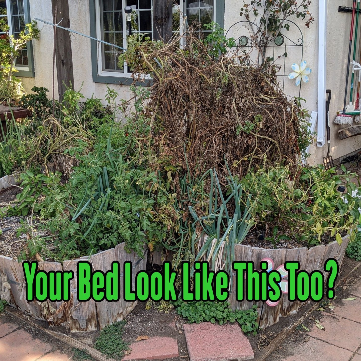 Your keyhole garden looking a little tired after a long season? 😅
Same here — mine ran 14 crops this year and the Roma tomatoes basically staged a coup.
But fall is the PERFECT time to give your bed a quick tune-up so it’s ready to explode with growth next spring… or keep producing all winter if you garden in a warm climate like I do. 🌱✨
In my latest post, I break down:
🔧 Where to check for damage you can’t see when everything is overgrown
♻️ How to refresh your compost bin (including what I do when it’s “vegetables gone wild”)
🧺 How to figure out exactly how much soil you need to top off your bed
🌿 What to plant if you want year-round production
If you’ve got a keyhole garden — or are thinking about building one — this is a must-read.
👉 Full guide linked in bio!
#keyholegarden #raisedbedgardening #fallgardenprep #gardeningtips #organicgardening #gardeningzones8to10 #californiagarden #urbangardening #vegetablegarden #sustainableliving #gardenprojects #gardeninginspiration