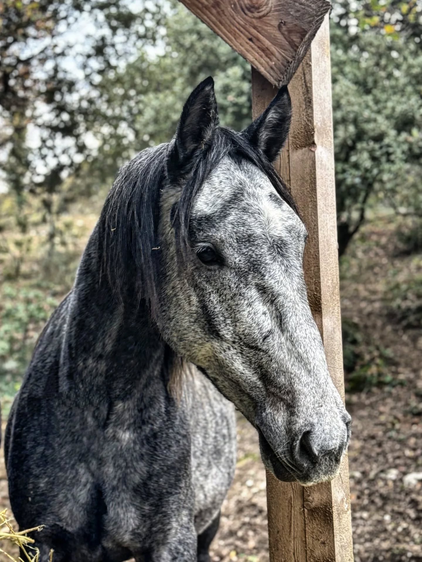 Un jour, une histoire… ✨
Case n°17 du calendrier de l’avent
Maestro Favory Océane 🤍
Un mois après la naissance de Manolo, c’est au tour d’Océane de se préparer à mettre bas. Avec le temps, elle nous faisait davantage confiance, les manipulations étaient plus simples et sereines.
Maestro voit alors le jour : un magnifique poulain, plein d’énergie et de curiosité.
Il sera le dernier poulain d’Océane. Se rapprochant d’un âge plus avancé, je prends la décision de mettre fin à sa carrière de poulinière, une décision mûrement réfléchie.
Maestro rejoint ensuite Dune et son demi-frère du même âge, avec qui il formera un beau binôme.
Puis, tous deux intègrent le grand troupeau des mâles.
Arrivé à Malataverne, Maestro continue chaque année de partir en alpage afin de profiter, au printemps, de la bonne herbe de Montclar. 🌿
Cette année, il a 3 ans et demi.
Comme son frère, il sera castré cet hiver et commencera son débourrage au printemps. Une nouvelle étape s’ouvre pour lui. 🤍✨