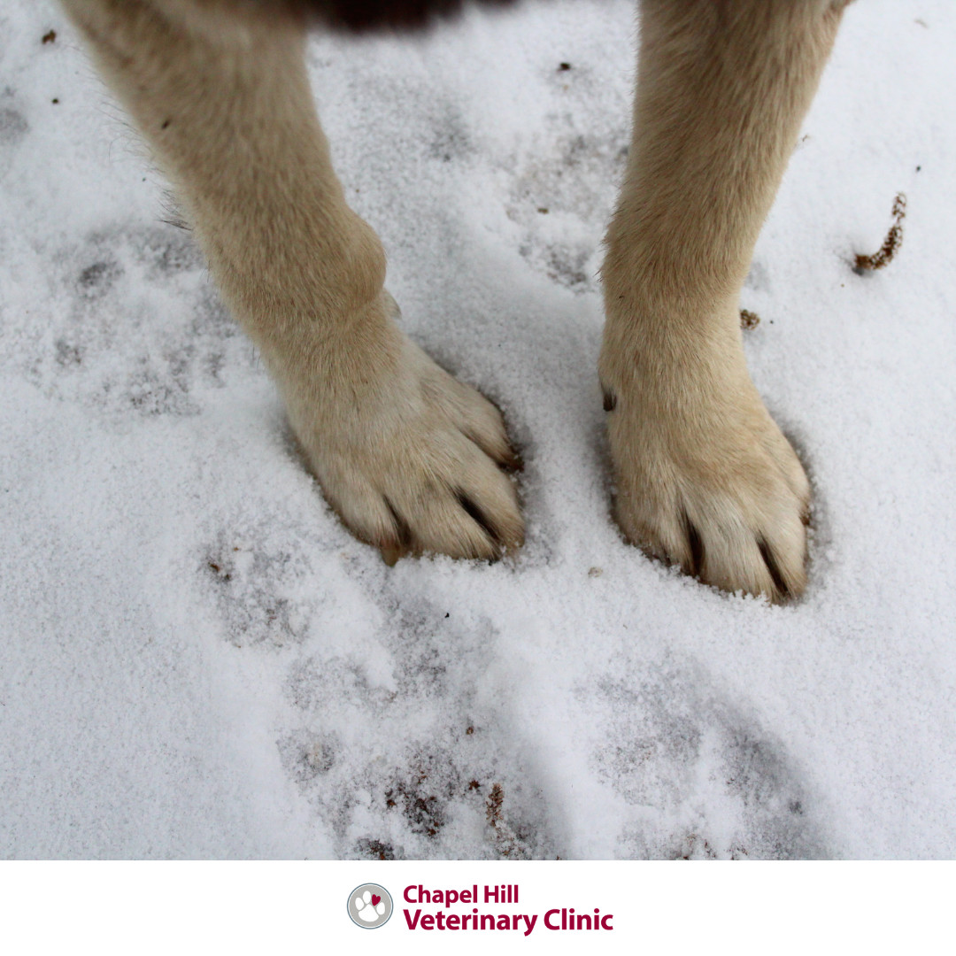 ๐พโจ Snow + ice + salt = ouch!
Quick paw tip: wipe after every walk.