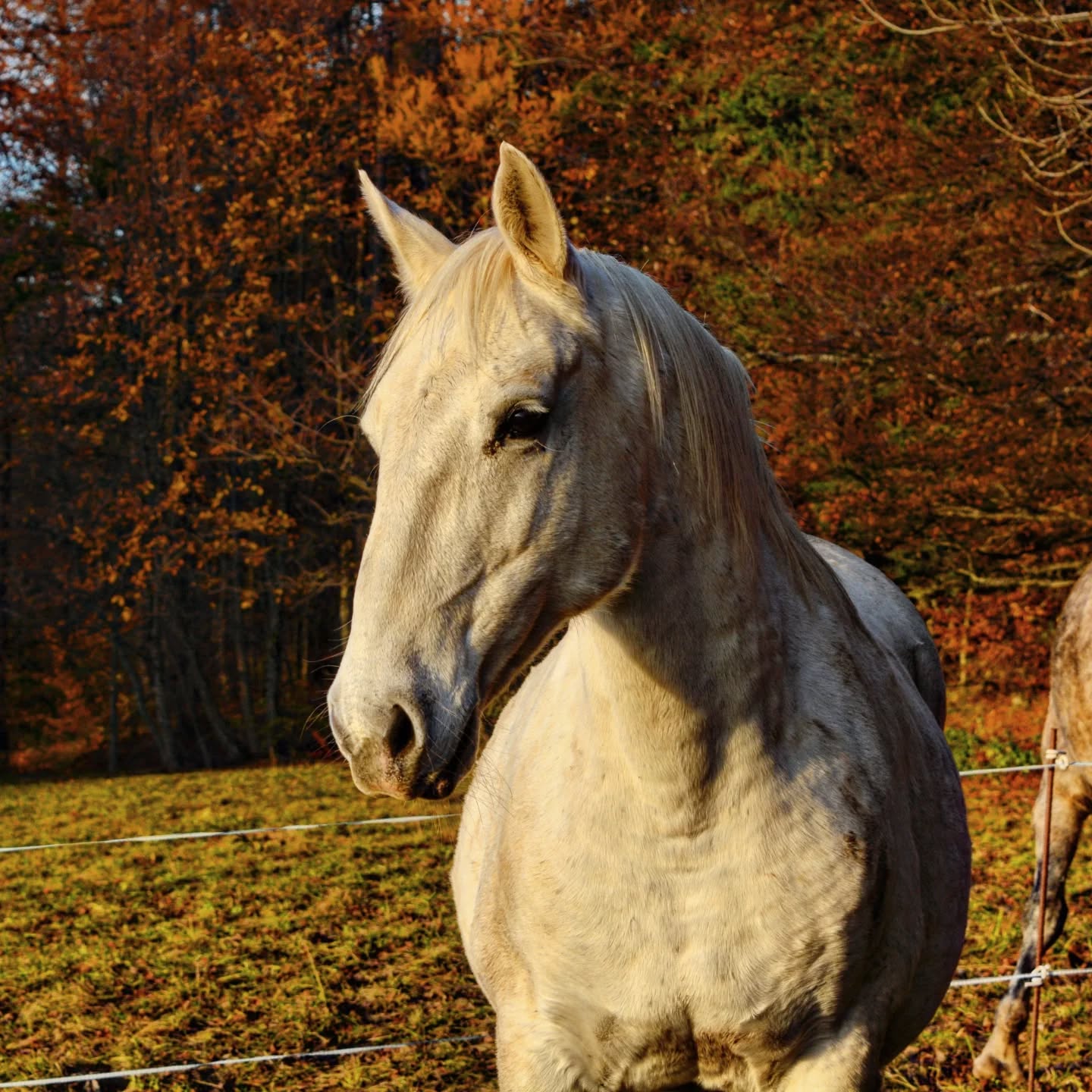 Un jour, une histoire… ✨
Case n°5 du calendrier de l’avent !
Océane Favory Vanessa 🤍
Avec deux juments et un étalon, l’élevage prenait forme… mais il manquait encore une pièce essentielle pour lui donner toute son ampleur.
C’est à ce moment-là que Gérard, de l’élevage Philip, me propose une jument à la vente : Océane.
Et quel bijou.
Une beauté rare : des yeux de biche, une encolure élégante, du coffre, un corps rustique et puissant, de jolies allures… et surtout, une excellente mère.
Elle arrive chez nous au printemps 2018.
Elle s’intègre au troupeau à merveille, devient rapidement complice avec Gaetelisa, et connaît déjà parfaitement son travail. La mise à l’étalon est une formalité, tant elle est douce et facile.
Au cours de sa carrière, elle nous offre deux magnifiques poulains :
• Kristo Favory Océane
• Maestro Favory Océane
Tous deux ont hérité de son modèle harmonieux, de sa force et de ses allures.
Aujourd’hui, Océane profite d’une retraite bien méritée.
Merci pour toutes ces belles années d’élevage, ma douce Océane. ❤️
#OceaneFavoryVanessa
#ÉlevageLipizzan
#JumentDeRepro
#HistoireÉquestre
#AventÉquestre