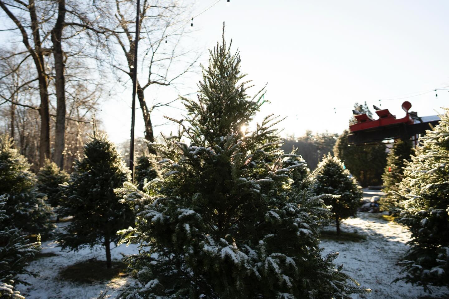 It’s beginning to look a lot like Christmas!!
Trees are up and looking spectacular 🎄🎄
We sell trees 7 days a week, M-F 8:00-7:00 & S-S 8:00-5:00!!
Photographer @garvs.jpg
#christmastree #christmas #tistheseason #snow