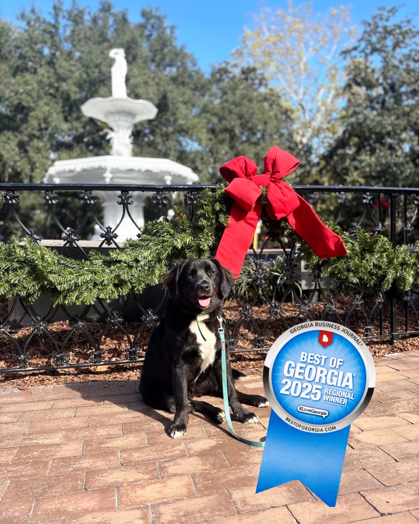 We’re honored to be recognized among the Best of Georgia — and it’s all thanks to our amazing clients and their incredible dogs.
Thank you for supporting a small business, trusting me with your pups, and letting me a part of your and your pups journey.
Here’s the more tail wags and growth.
#HappyHoundsDogTraining #GeorgiaBusiness #DogTrainingLife #SavannahGA #dogsofsavannah