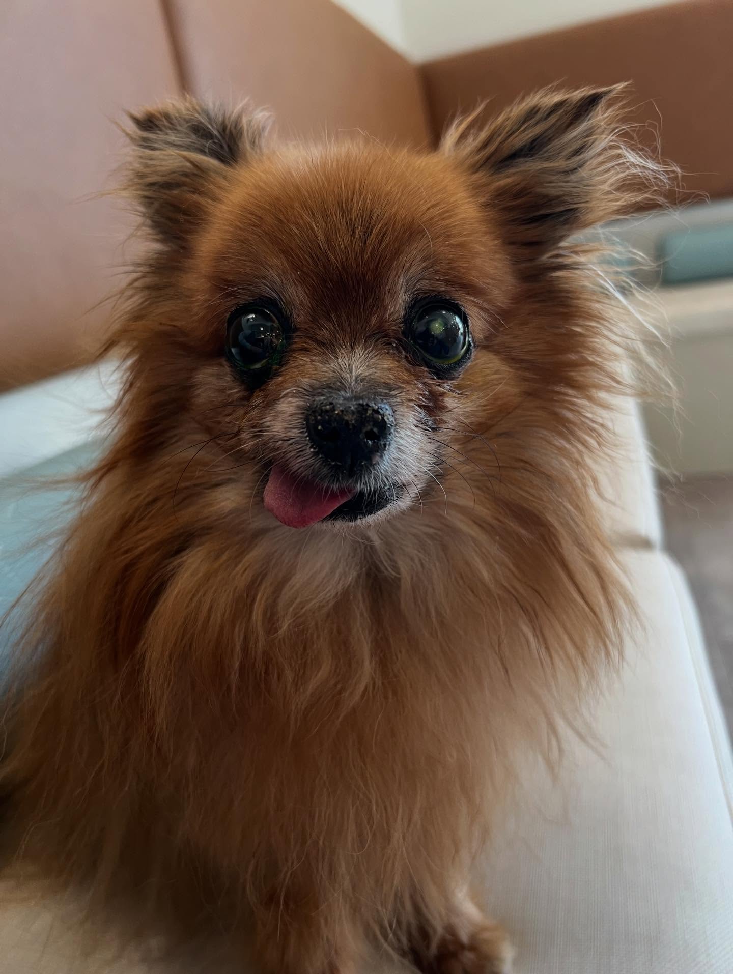 ❤️❤️❤️❤️❤️❤️❤️❤️❤️❤️ at her eye appointment today #mylove #pomeranian #seniordog #seniordogrescue #grateful