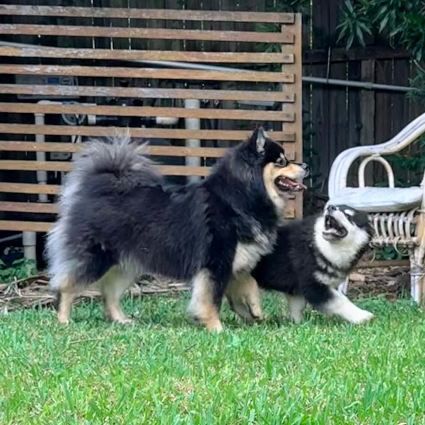 Sisters 2yo Toast and 15 weeks Mouse. Mouse is available. Enquiries welcomed. #suomenlapinkoira #lappiesinoz