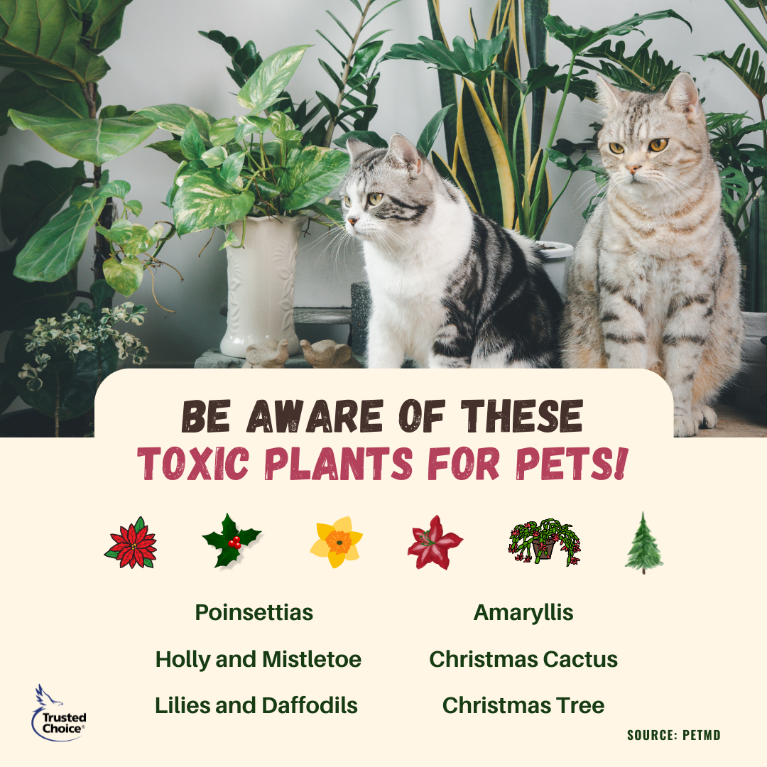 Stay on the lookout for these toxic plants this holiday season.
Contact us at 248-438-8008 or clients@honestinsurancebrokers.com