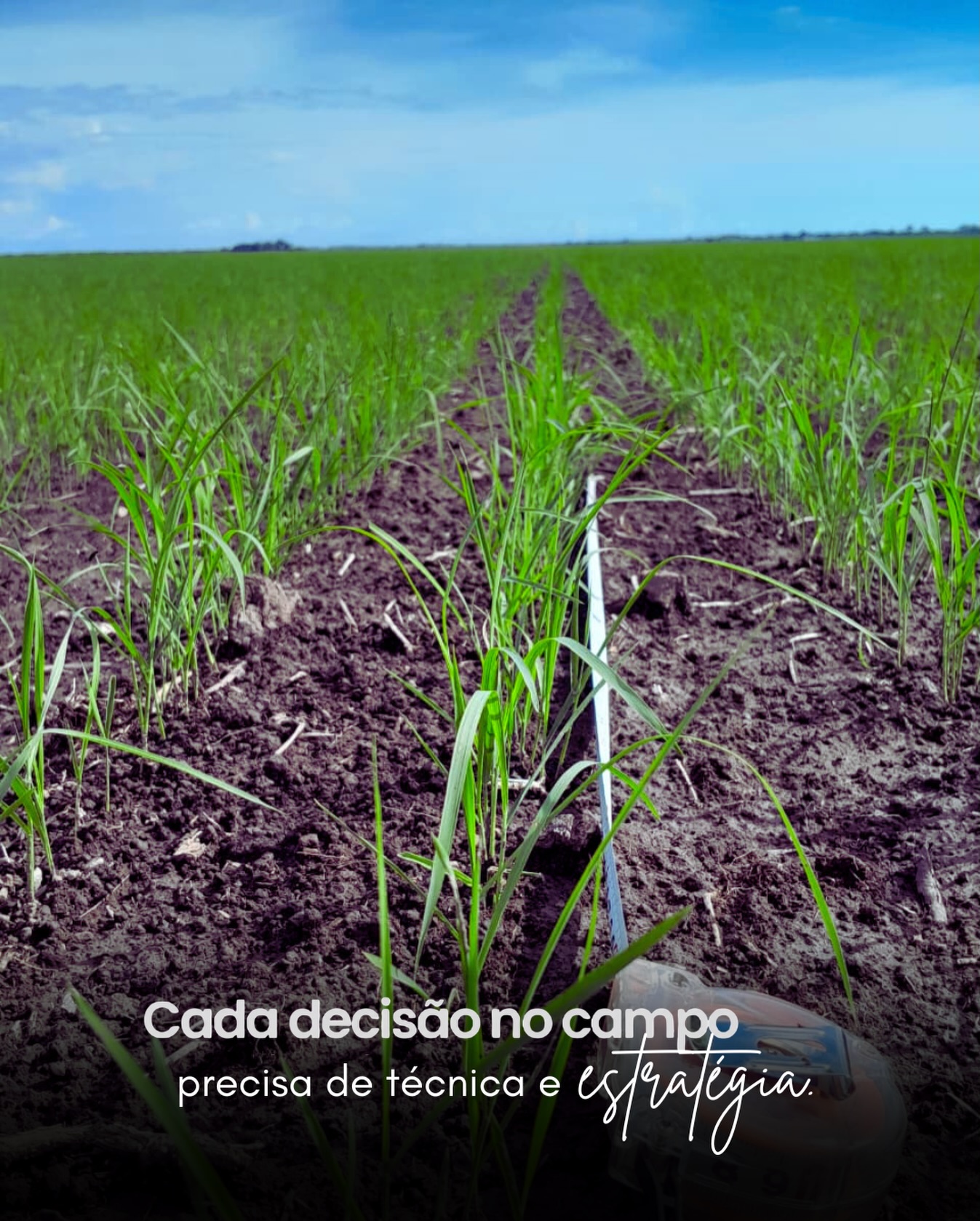 Cada linha plantada carrega planejamento, conhecimento e visão de futuro. 🌱
No campo, nada é por acaso: técnica, estratégia e cuidado caminham juntos para garantir produtividade e sustentabilidade.
Porque colher bem começa muito antes da safra.