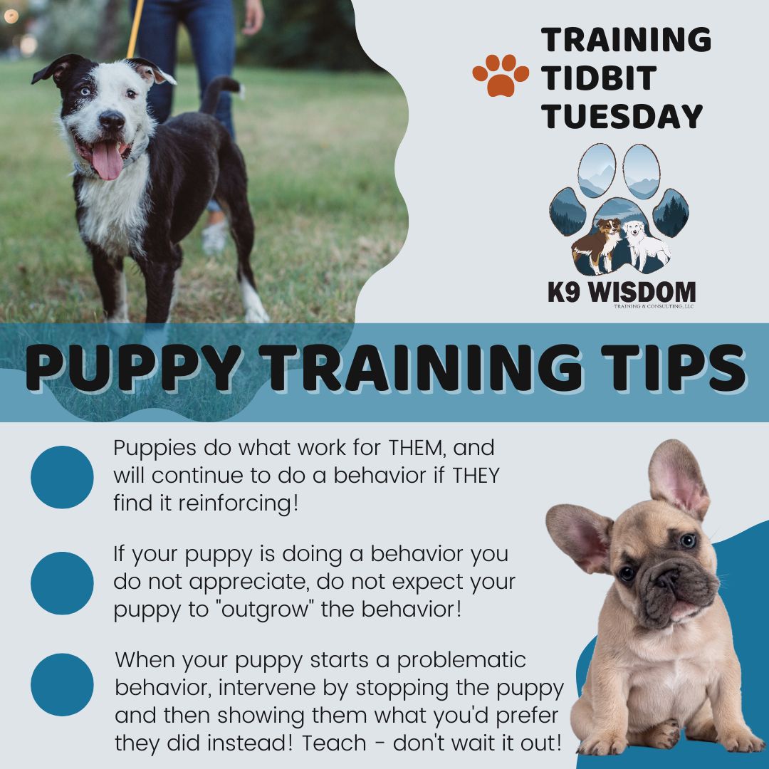 Puppy behaviors aren’t just a phase! 🐾
Did you know puppies repeat what works for them? Those cute antics can quickly become habits—good or bad. Waiting for your puppy to "outgrow" something risky rarely works. The best time to step in is right now, while their brains are little learning sponges.
Curious how to set your pup up for lifelong success? Our certified trainers can help you turn problem moments into positive milestones. Drop your biggest puppy question below or reach out to reserve your spot in our next Puppy Kindergarten class.
Let’s help your puppy shine from the start! ✨