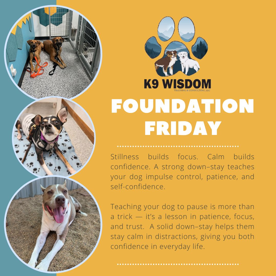 Stillness is a superpower for dogs. 🐾
Ever wondered why we put so much emphasis on the down-stay? It's not just about having a dog who can chill on command. It's about creating calm, building patience, and giving your pup the confidence to handle the world—one quiet moment at a time.
A strong down-stay teaches impulse control and helps your dog learn that sometimes, the best action is no action at all. This simple skill can be a game-changer for everything from front door chaos to relaxing at your favorite patio spot.
Want to see how a down-stay could change your daily routine? Reach out or drop a comment below. We'd love to help you and your dog master this foundation together! ✨
#k9wisdom_dognerd #puppytraining #dogtrainingtips #downstay #impulsecontrol #positivereinforcement #dogtrainer #foundationfriday #confidencebuilding #calmdog