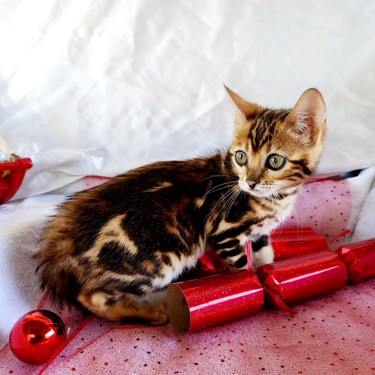 Beautiful Miss Aisa ๐