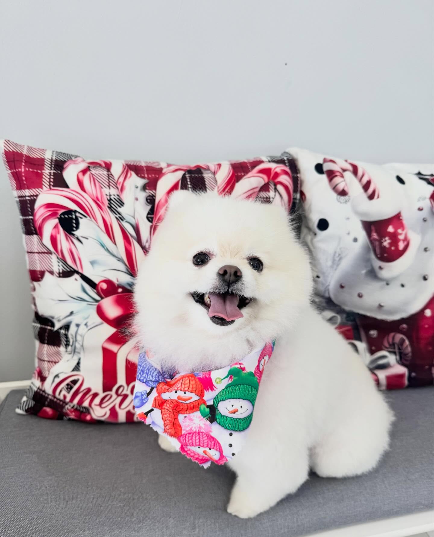 Too cute to melt the snow ☃️? Miss Nina was groomed by Stephanie! @uptowndogspetspa #pomeranian #pomlover #pom #holiday #wellingtonfl