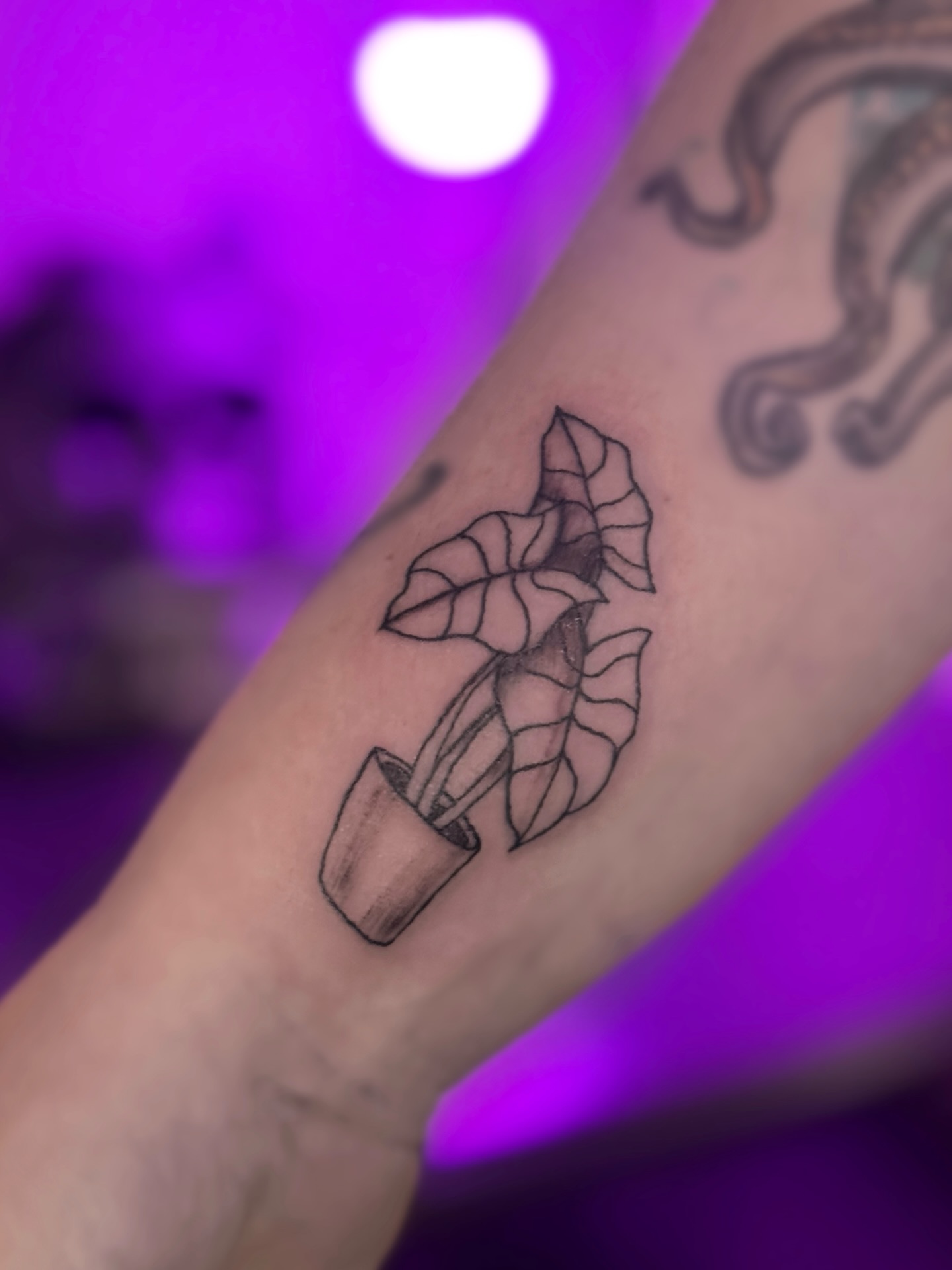 ? for the plant lovers
? Oreo size on wrist
? Book yours at TattooNeonMoon.com
?? Like
? Comment
↗️ Share
?? It helps others discover my art
#neonmoontattoo #lineworktattoo #patattooshop #planttattoo #alocasia