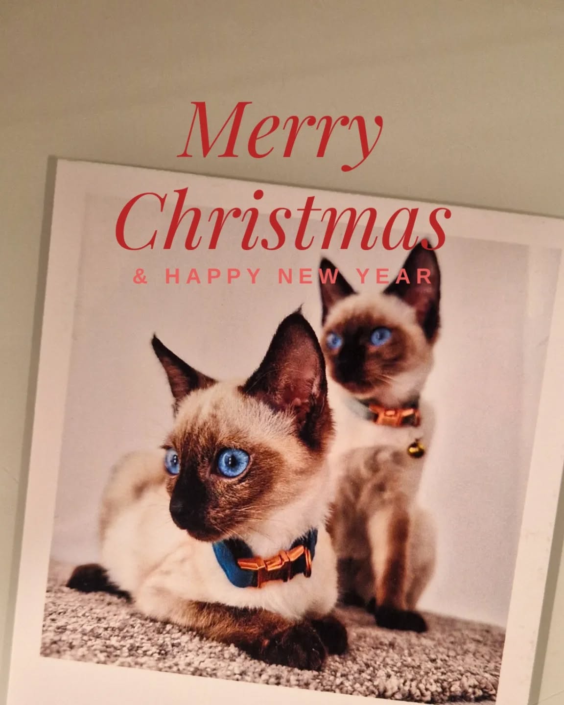 🎄 Merry Christmas from our Mystic Paws family! 🎄(Deutsche Version unten)
We wish all of you a joyful and restoring holiday season, filled with love and special moments spent with your families and beloved pets.
We are truly over the moon to receive so many lovely messages from those of you who welcomed a Mystic Paws kitten into your home. Seeing our kittens grow and witnessing how much joy they bring to your lives means everything to us 💕
This Christmas, we were especially touched to receive a beautiful card from a family in Austria, featuring a photo of two gorgeous girls — our very first kittens who found their forever home abroad. Moments like this make us smile and remind us that Mystic Paws has become a little international cattery 🌍✨
All our kittens are now happily settled in their new homes, and both the moms and we ourselves are taking some well-deserved time to rest, recharge, and enjoy the calm of the season 😅
Thank you for being part of the Mystic Paws journey.
With love,
Mystic Paws 🐾💫
___________________________
🎄 Frohe Weihnachten von unserer Mystic-Paws-Familie! 🎄
Wir wünschen euch allen eine schöne, erholsame Weihnachtszeit, voller Liebe und wertvoller Momente mit euren Familien und euren geliebten Tieren.
Es macht uns unglaublich glücklich, so viele liebe Nachrichten von euch zu erhalten. Zu sehen, wie unsere Kitten heranwachsen und wie viel Freude sie in eurem Leben bringen, bedeutet uns sehr viel 💕
Ganz besonders berührt hat uns dieses Jahr eine wunderschöne Weihnachtskarte aus Österreich mit einem Foto von zwei zauberhaften Mädels 😸 Unseren allerersten Kitten, die ihr Zuhause im Ausland gefunden haben. Solche Momente zaubern uns ein Lächeln ins Gesicht und zeigen uns, dass Mystic Paws mittlerweile ein kleines internationales Cattery geworden ist 🌍✨
Alle unsere Kitten sind nun glücklich in ihren neuen Familien angekommen, und sowohl die Katzenmamas als auch wir gönnen uns jetzt eine wohlverdiente Pause zum Entspannen und Krafttanken 😅
Vielen Dank, dass ihr Teil der Mystic-Paws-Reise seid.
Mit herzlichen Grüssen
Mystic Paws 🐾💫