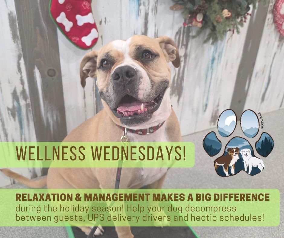 Wellness Wednesday | Holiday Edition 🎄
As the holidays approach, we're putting extra focus on something that often gets overlooked—rest and decompression.
Not every dog loves the hustle and bustle. Giving your dog breaks from guests, quiet spaces to decompress, and permission to opt out is an important part of emotional wellness. A calm dog doesn't come from control—it comes from feeling safe.
Between busy schedules, visitors, and changes in routine, dogs feel the shift too. Slowing down, offering calm time, and honoring where your dog is emotionally helps them stay regulated and supported during the holidays.
We meet dogs where they are, not where we think they should be. Relaxation isn't a pause in training—it's part of the foundation.
How do you help your dog relax and decompress during the holidays?
Share a photo of your dog enjoying their calm time—we'd love to see it.
Wishing those who celebrate a very happy Christmas Eve. 🎄✨
#K9Wisdom #WellnessWednesday #HolidayEdition #DogWellness #DecompressionTime #CalmDogs #MeetingDogsWhereTheyAre #DogNerd #k9wisdom_dognerd