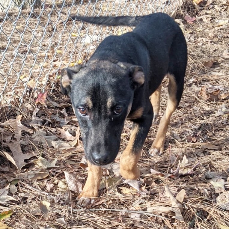 Meet Maple Leaf! 🍁💜
He came into the shelter with his buddy Mqple Syrup, and they are sharing a kennel.
This guy is very sweet and playful. He thrives in the play yard and around other dogs.
Maple Leaf is just a puppy, so he’s still learning how to walk on a leash and go potty outside.
He’s listed as a 6-month-old shepherd mix weighing in at 21 pounds.
Come meet him at 4500 Kramer Street, Tuesday-Saturday, 10:30-5. No appointment needed.
Photos don’t always do these sweet pups justice, so it’s best to meet them in person.
All adoptions include spay/neuter, microchip, and shots. The shelter is WAY too full.
Please share! Every time you adopt, you save a life. 💜🐾