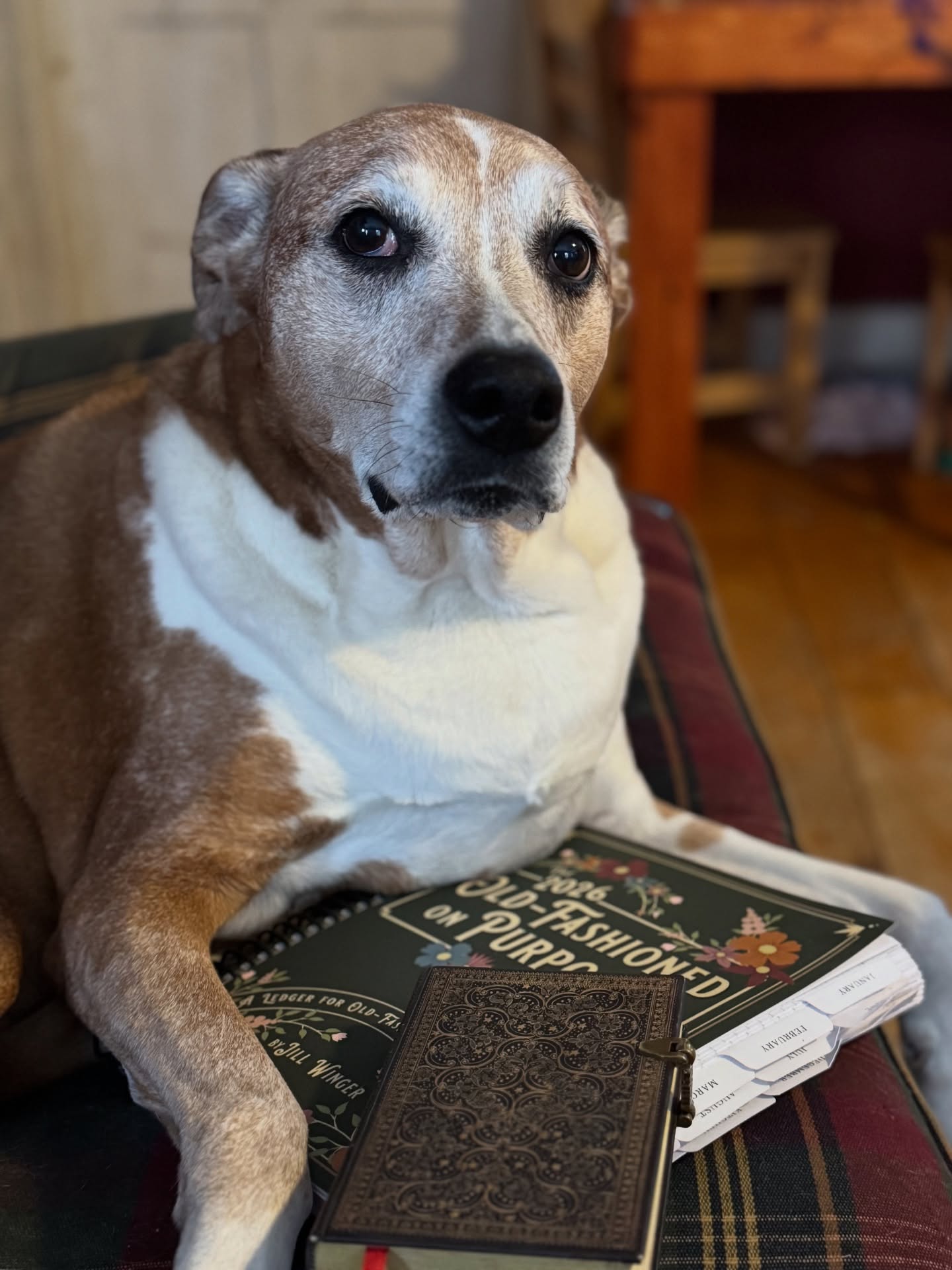 Every year Mitchell and I sit down and plan the year ahead. (Yes believe it or not all of this chaos is planned). For the farm we have been using this Old Fashioned on Purpose planner from @jill.winger and notebooks from @battenkillbooks. They have become extremely handy for us - it easily adpats to our needs and it has space for everything. My only critique would be the cover is really flimsy and doesn’t last all year intact…but that could be just an us problem.
The notebooks are must they have thick covers and all different sizes like the one pictured here can easily slip into an overalls pocket.
#2026planning #smallfarm #bigideas