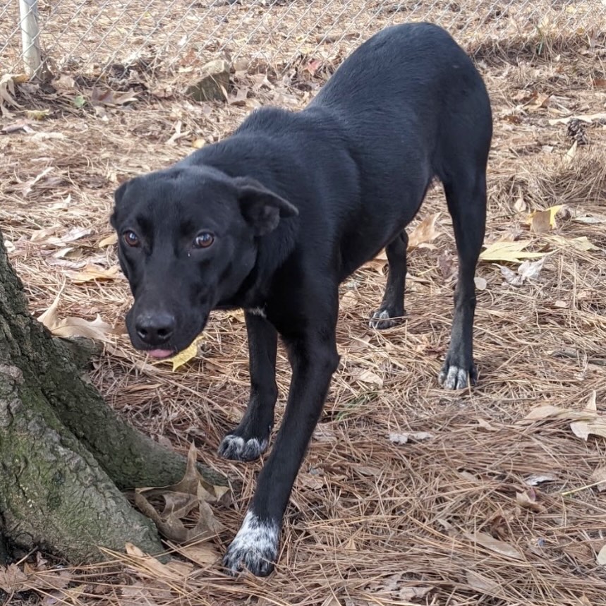 Meet Maple Syrup! 🍁😍
She’s a shy girl at first, but thrives in the play yard around other dogs. She came in with another dog, Maple Leaf and shares a kennel with him.
Maple is just a puppy, so she’s still learning how to walk on a leash and potty outside. She’s very playful and very sweet.
She’s listed as a 6-month-old Shepherd mix weighing it at 33 pounds.
Come meet her at 4500 Kramer Street, Tuesday-Saturday, 10:30-5. No appointment needed.
Photos don’t always do these sweet pups justice, so it’s best to meet them in person.
All adoptions include spay/neuter, microchip, and shots. The shelter is WAY too full.
Please share! Every time you adopt, you save a life. 💜🐾