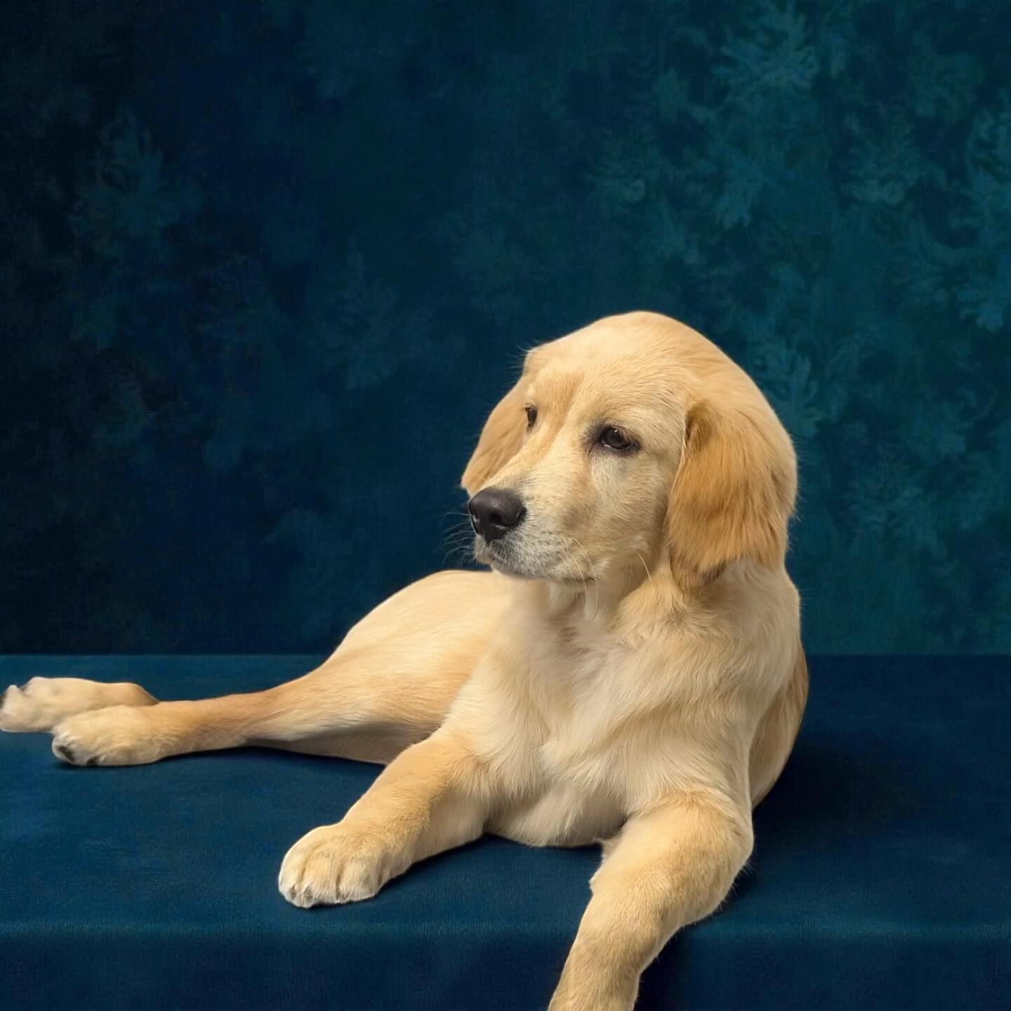 Golden, gorgeous, and totally unbothered! Miss Padma was groomed by Chris! @uptowndogspetspa #puppy #goldenretriever #beautiful #cutie #wellingtonfl