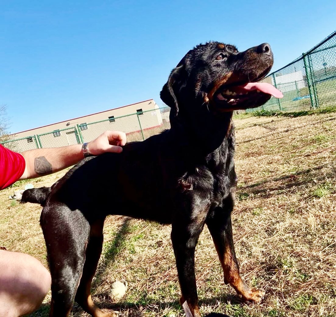 This sweet baby girl needs a hero ASAP! 🚨 🚨
Meet Gilly. She came into the shelter with a lovely disposition in spite of the painful-looking wounds on her head. She quickly became a volunteer favorite.
We don’t know how she got hurt, but her wounds are being carefully treated and she is doing well.
A little time and TLC, and Gilly will be the prettiest girl in town. ♥️
She’s amazing. 🤩 Soooo gentle, sweet, and definitely seems potty trained.
Once she has time to do her potty biz, she is all about snuggles.
Gilly is only around 9 months old, so she’s still just a baby. She weighs around 52 pounds.
Want to take her home and watch her glow up?
Come meet her at 4500 Kramer Street, Tuesday-Saturday, 10:30-5. No appointment needed.
The shelter will likely close early on New Year’s Eve, and will be closed on New Year’s Day. They will reopen with normal business hours on 1/2.
Photos don’t always do these sweet pups justice, so it’s best to meet them in person.
All adoptions include spay/neuter, microchip, and shots. The shelter is WAY too full.
Please share! Every time you adopt, you save a life. 💜🐾