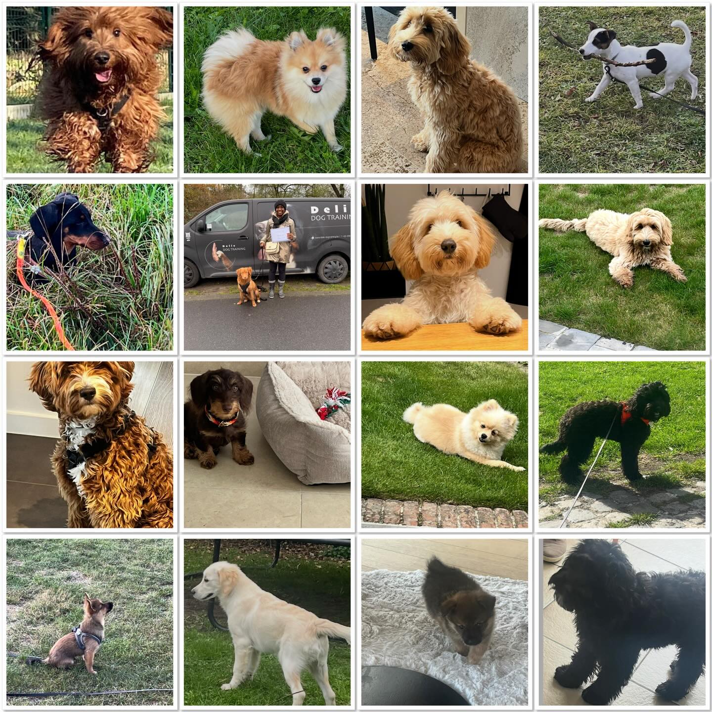 En nog even foto’s van een aantal pups die les volgden.
De ene al actiever dan de andere, elk met hun eigenheid!
Ondertussen al groot aan het worden..
Ik kan ze er niet allemaal op zetten want zijn er veel en heb niet altijd foto’s 🫢🐾
Dankjewel voor het vertrouwen en een fijn
Eindejaar🐾🐶
#puppylove #puppy #puppiesofinstagram #puppies #puppylife