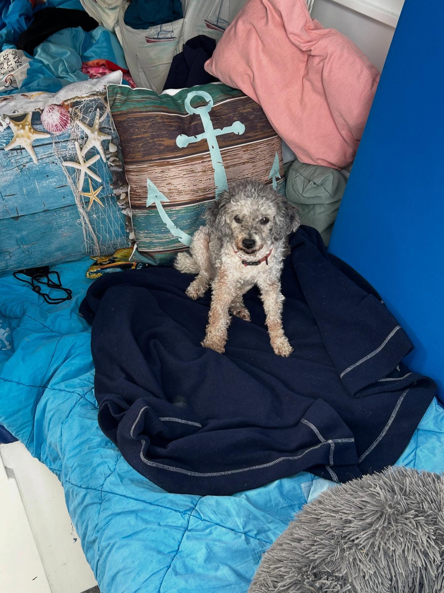Our little friend of 15 years and 10 months tapped out on the last day of 2025. Scruffy you managed to run hard with the Bright family and all our adventures and crazy places we took you. You gave our family so much joy. See you again on the other side one day.