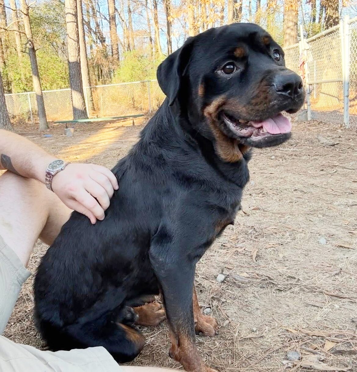If you love the amazing feeling that comes with helping a neglected dog blossom into their full potential, meet Clay!
He’s the perfect gentleman. ♥️
Clay is so sweet, and so perfectly behaved. He’s potty trained, has a gentle nature, is very affectionate, easy on a leash, and sits when asked.
Physically, he needs some extra groceries and love. He’s a skinny boy with some hair loss on his back, so good groceries, soft beds, and a good spa day are in order. 💖
Clay is listed as 3 years old, but may be a bit older than that. Can he come home with you and find a better life?
Come meet him at 4500 Kramer Street, Tuesday-Saturday, 10:30-5. No appointment needed.
The shelter will close at noon on New Year’s Eve, and will be closed on New Year’s Day. They will reopen with normal business hours on 1/2.
Photos don’t always do these sweet pups justice, so it’s best to meet them in person.
All adoptions include spay/neuter, microchip, and shots. The shelter is WAY too full.
Please share! Every time you adopt, you save a life. 💜🐾