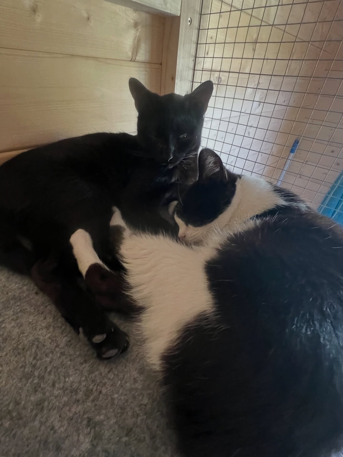 🌟Het nieuwe jaar begint méér dan goed 🌟
Niet alleen heeft Bugs gisteren zijn nieuwe thuis gevonden, ook de lieve broertjes Siepie & Pico zijn inmiddels gereserveerd en maken binnenkort hun grote reis naar België 🎉
Deze twee mannetjes hebben in hun korte leventje al veel meegemaakt, maar ze zijn altijd met het “beste pootje vooruit blijven gaan” Samen konden ze alles aan. En samen blijven ze – voor de rest van hun leven. Op weg naar hun forever home, pootje in pootje.🐾🐾
En dan denk je: dit is al zoveel prachtig nieuws voor de eerste dagen van het nieuwe jaar…🌟
Maar nee, er is nóg meer om intens dankbaar voor te zijn. Ook voor Sokje, de mama podenco met haar misvormde voorpootjes, voltrok zich dit wonder al meteen in 2026. Ook zij heeft haar gouden forever home gevonden, waar ze met al haar lichamelijke beperkingen, maar met haar voortreffelijke, fantastische karakter, meer dan welkom is 💖
Een toekomst die ze nooit had durven dromen ligt nu voor haar open. Ook zij mag alvast na gaan denken wat ze allemaal in haar koffertje mee gaat nemen naar Nederland binnenkort!! 🤩
Met dankbaarheid en diepe voldoening begint ons nieuwe jaar. 💛