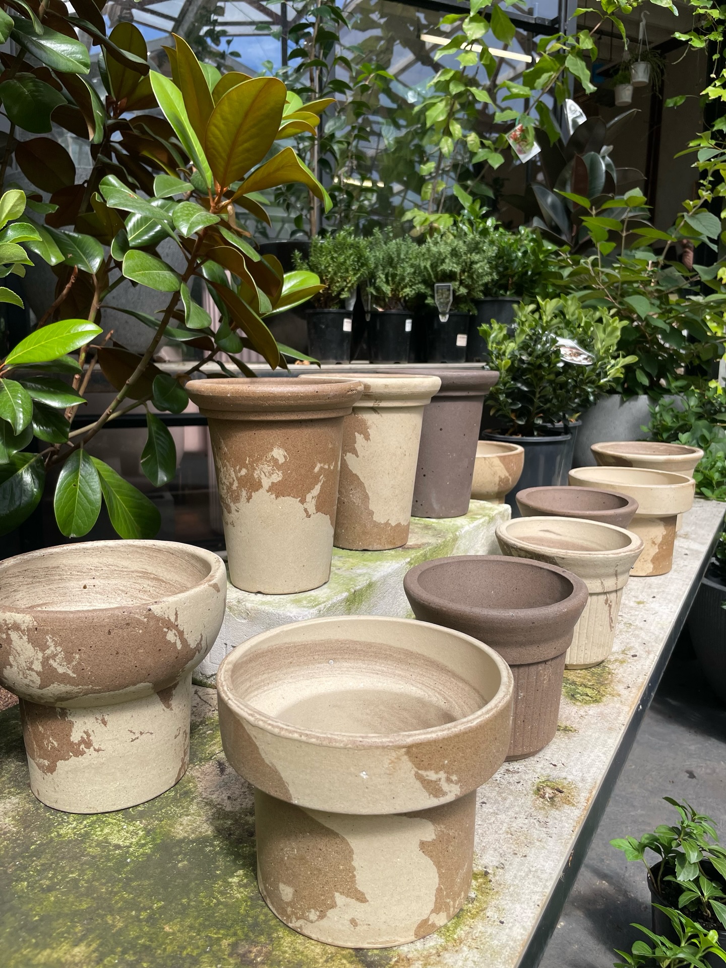Introducing NIPOTS 🪴 Where plant wellness meets thoughtful design 🌱
These pots work with nature to create the ideal conditions for thriving roots, minimizing everyday plant stress.
✔️ Porous clay allows roots the breathe naturally
✔️ Natural moisture buffering helps reduce overwatering stress
✔️ Stable structure for healthy root development
Elevate your plant care routine !
Available in store now!
#plantcare #plantpots #planthealth #indoorgardendesign #indoorplants
