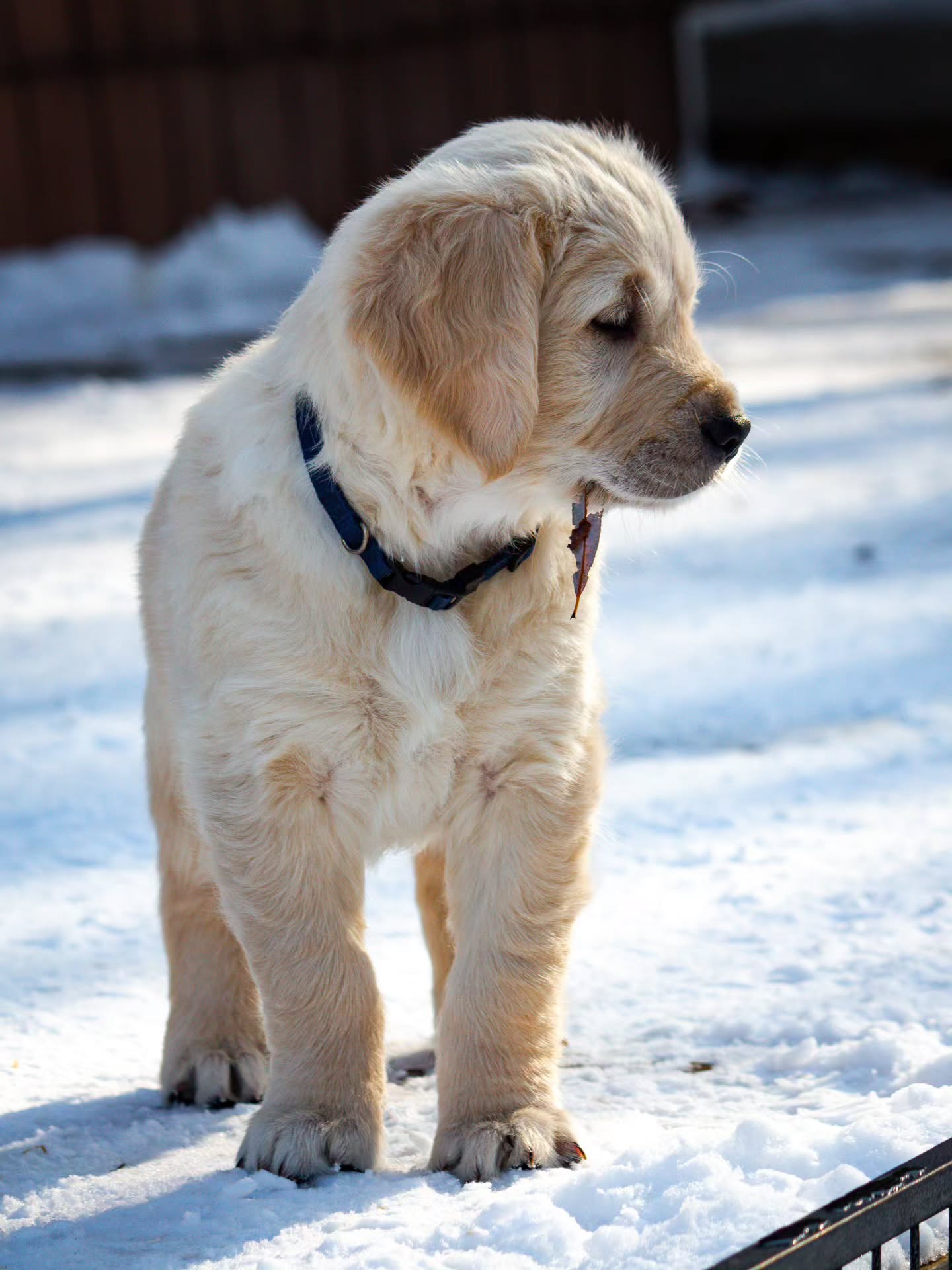 Meet Benson! 💙 Our first boy pup to meet his new family.
Benson will be joining a family with two very excited and happy boys.
We only have one week left with these pups. We're going to miss them, but we're so excited for their new families!
#goldenretriever #goldenretrieverpuppy #goldenrootacres