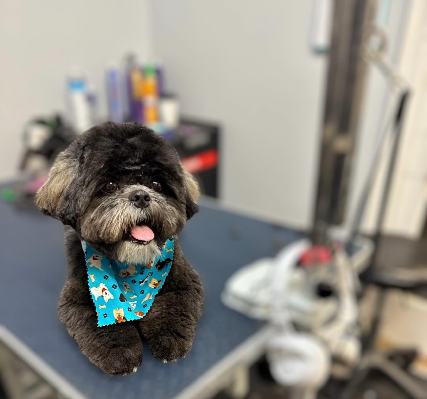 Too handsome to handle ?? Archie was groomed by Carolina! @uptowndogspetspa #shihtzus #handsome #cutiepatootie #lovehim #wellingtonfl