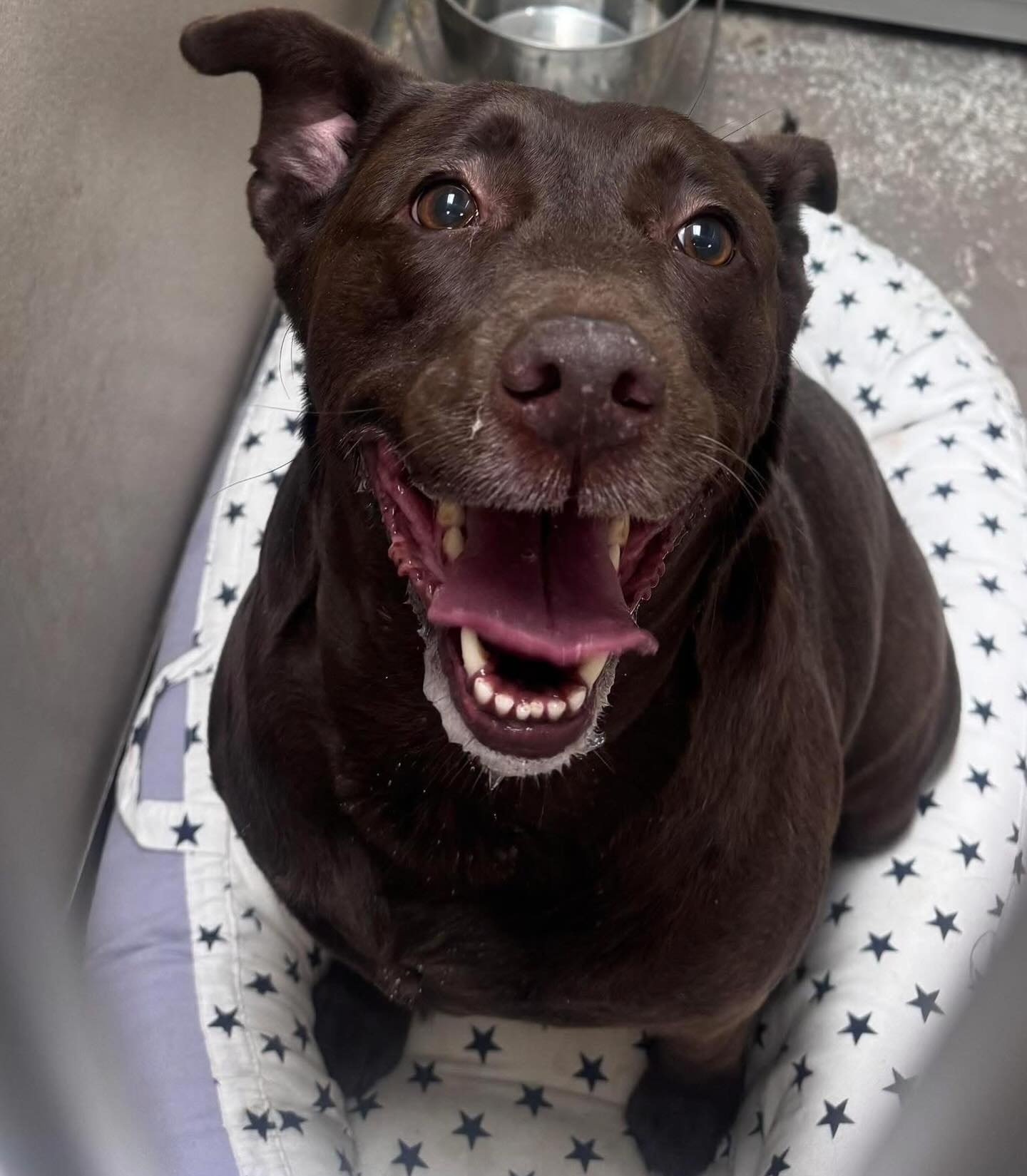 Meet Ellie. She is very sweet and very worried. 😞
She was surrendered to the Little Rock Animal Village and is wondering where her family is.
She’s a 6-year-old chocolate lab mix weighing in at around 60 pounds.
Ellie is potty trained and trained to use potty pads. We believe she’s been living in an apartment, hence the potty pads.
Could you give her a loving home?
Come meet her at 4500 Kramer Street, Tuesday-Saturday, 10:30-5. No appointment needed.
Photos don’t always do these sweet pups justice, so it’s best to meet them in person.
All adoptions include spay/neuter, microchip, and shots. The shelter is WAY too full.
Please share! Every time you adopt, you save a life. 💜🐾