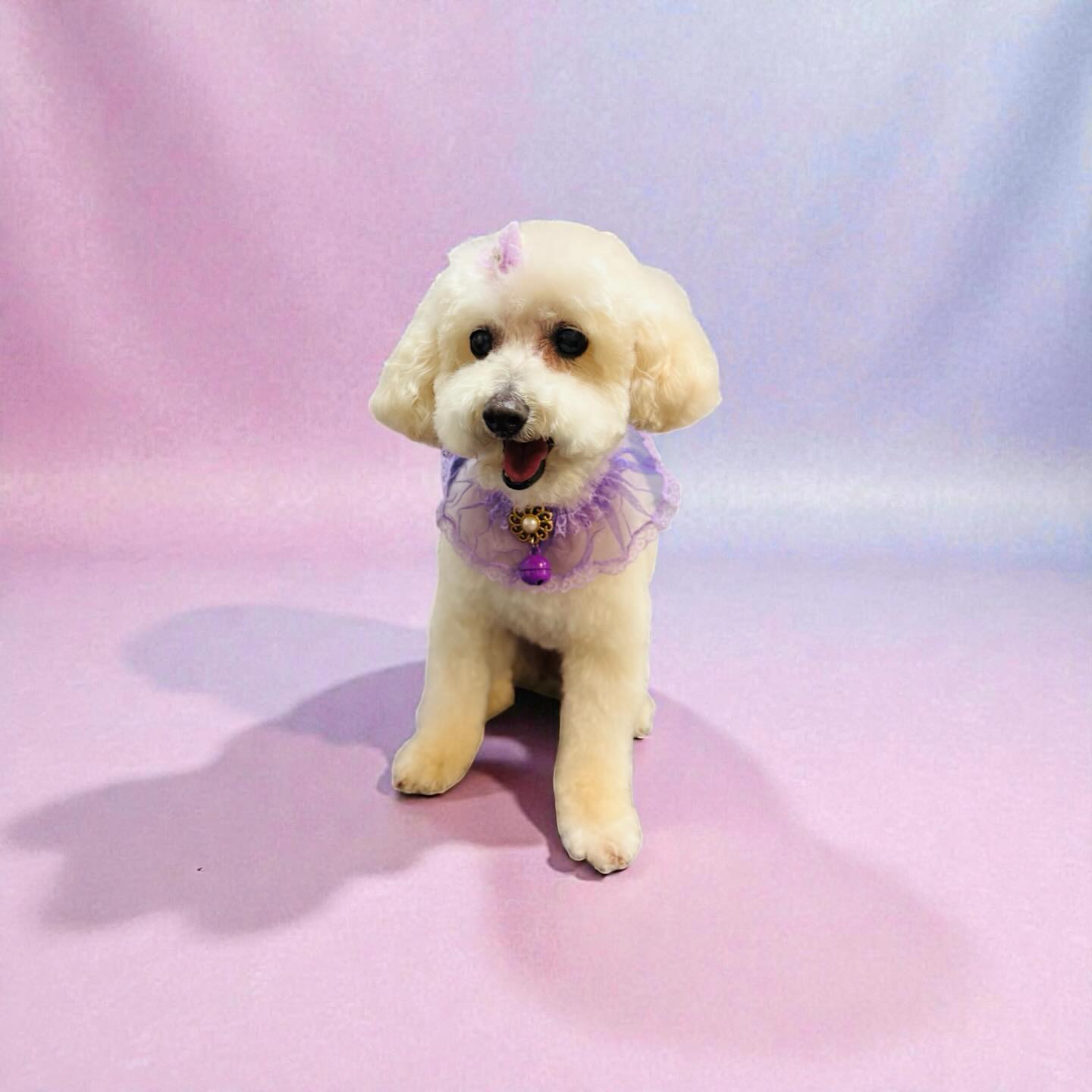 Serving looks and little barks ?? Miss Phoebe was groomed by Carolina! @uptowndogspetspa #toypoodlelove #prettygirl #loveher #wellingtonfl