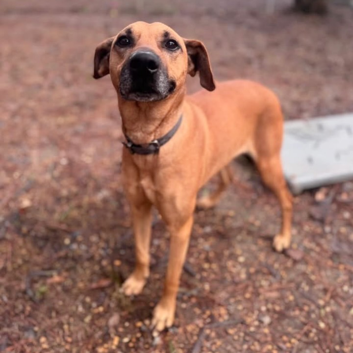 This sweet girl has been waiting at the shelter for over a month. She needs to find a home ASAP. 🚨
Whoever adopts Star will be hitting the jackpot, but she’s running out of time in a crowded shelter.
Star is housetrained, so well behaved, and just the sweetest girl. She also loves a good car ride.
She’s listed as a 2.5-year-old Shepherd mix weighing in at 53 pounds. She seems to do well with other cats and dogs.
Can this sweet lady come home with you?
Come meet her at 4500 Kramer Street, Tuesday-Saturday, 10:30-5. No appointment needed.
Photos don’t always do these sweet pups justice, so it’s best to meet them in person.
All adoptions include spay/neuter, microchip, and shots. The shelter is WAY too full.
Please share! Every time you adopt, you save a life. 💜🐾