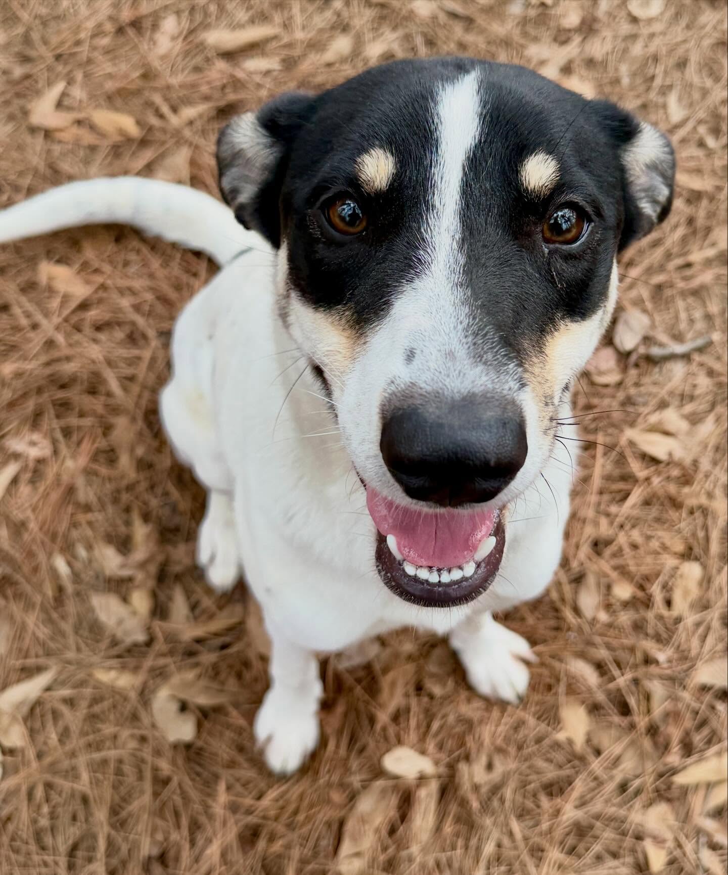 This sweet girl has somehow been at the shelter for nearly a month! She needs a home ASAP! 📣
Meet Nola! 💚💜
She is very potty trained, crate trained, and knows how to sit for treats.
Nola is an athlete, and loves to jump over benches in the play yard. She didn’t try any funny business with the fence, but it’s something to keep an eye out for.
This girl is SO sweet and playful. She loves toys and a good game of tug-o-war.
Nola is listed as a 1-year-old terrier mix weighing in at 48 pounds.
Come meet her at 4500 Kramer Street, Tuesday-Saturday, 10:30-5. No appointment needed.
Photos don’t always do these sweet pups justice, so it’s best to meet them in person.
All adoptions include spay/neuter, microchip, and shots. The shelter is WAY too full.
Please share! Every time you adopt, you save a life. 💜🐾