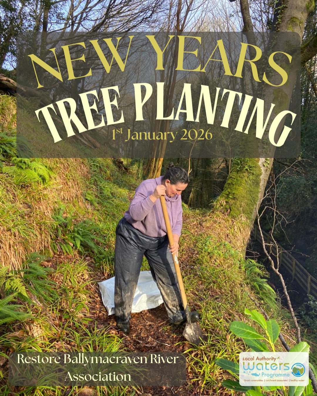 On New Years Day over 40 volunteers joined the Restore Ballymacraven River Association
(RBRA) down at the Glen Walk, Ennistymon planting native tree saplings along the
Ballymacraven river. The event was met with great success with 450 trees planted & wonderful sunny crisp weather.
A celebratory picnic was had with tea, coffee & Christmas cake after the fruitful efforts of
the large number of trees planted.
The importance of planting along the riparian zone (environment adjacent to the river) is to
stabilise the river banks, filter pollutants, regulate water temperature, provide food & shelter for wildlife, improve the overall water quality, & aid in flood management.
A large amount of invasive laurel was removed from the glen walk, in its place many of the trees were planted where they naturally would have resided before the invasive cherry laurel was introduced. It will take long term
management of the laurel to ensure it does not re-establish, with RBRA managing it for the last 2 years.
RBRA’s next tree planting day will reside on the 31st of January Meeting at 11am in celebration
of St. Brigid’s Day and Imbolc meeting in Ennistymon, along the Glen Walk at the stone arched bridge. Want to join? Email us on restoreballymacravenriver@gmail.com.
Thanks to @lawaters.ie and @thewoodlandleague for which without their support this day would not have happened.
#lawprofund #treeplanting #riparian #riverrestoration #RBRA