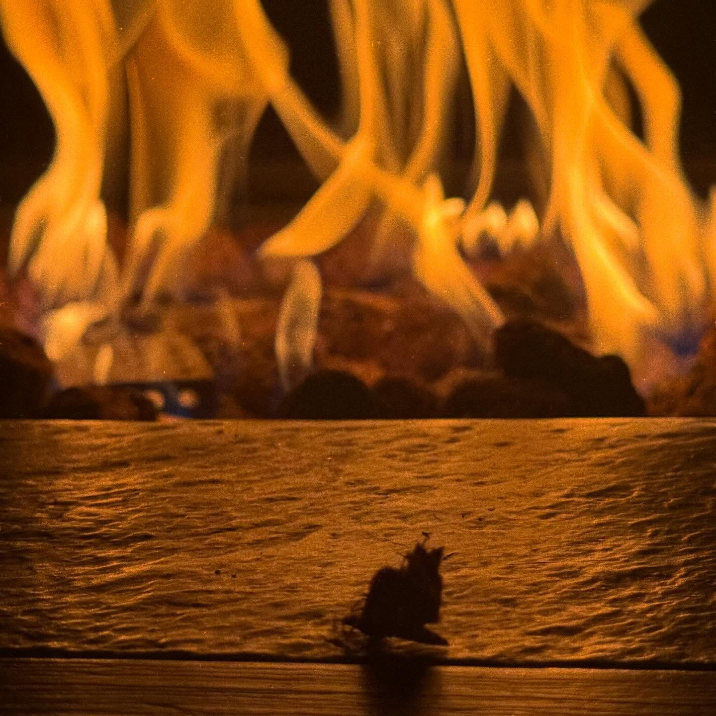 “You’ll never escape anyway.” The moth, relentless, fragile, doomed. #ADORNED #writing #callback