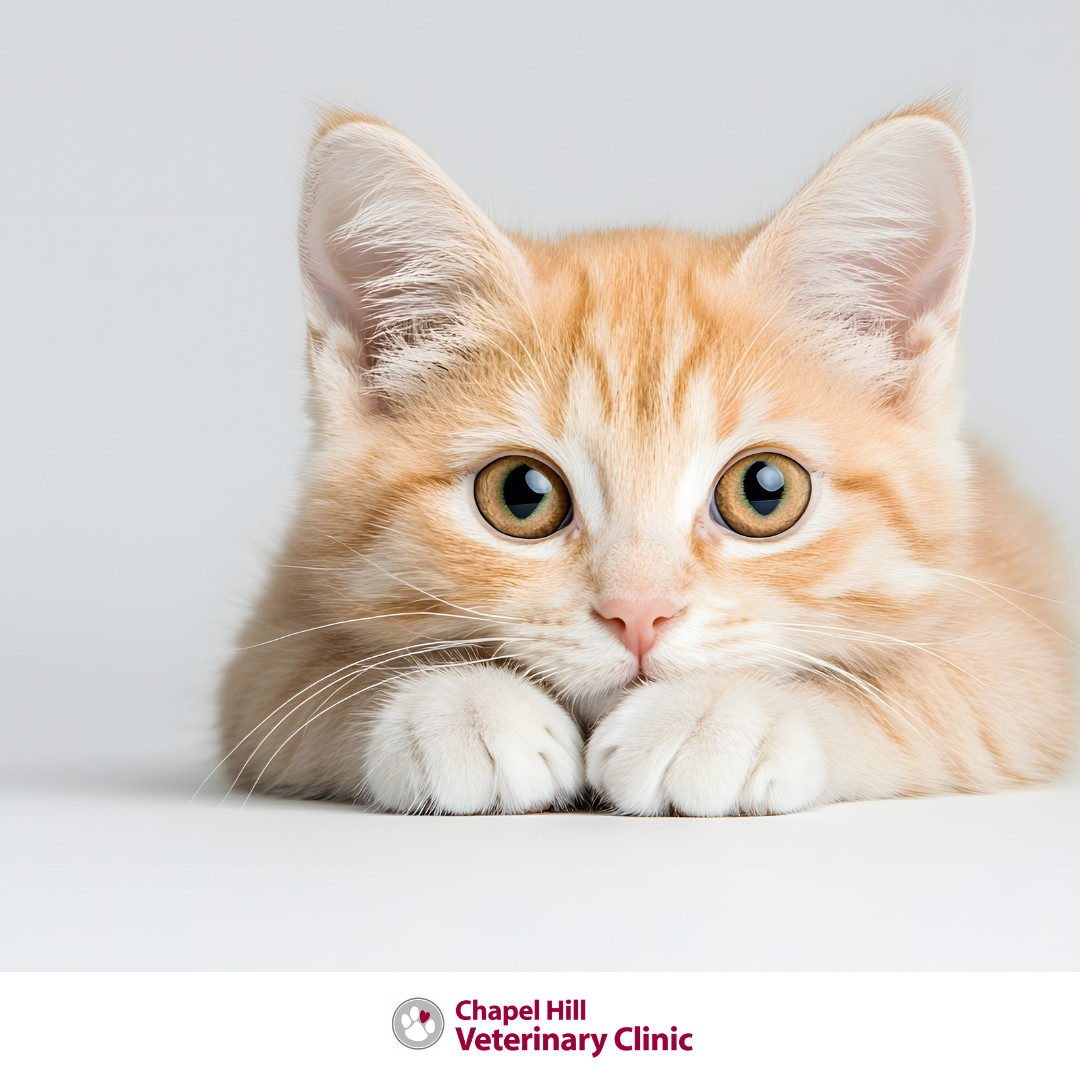 ๐ค Fun fact : Cats can make over 100 different sounds, and we love every single one ๐ธ