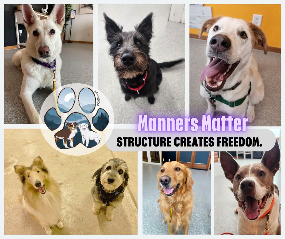 Winter manners start with small, joyful steps ❄️—and yes, manners matter.
When routines shift and outdoor time shrinks, it’s common for dogs to get extra wiggly, distracted, or push boundaries indoors. That’s where manners come in. Clear expectations help dogs understand how to settle, share space, and make good choices—even when energy runs high and the days feel long.
At K9 Wisdom, we believe manners aren’t about perfection—they’re about communication. Polite greetings, calm waiting, and listening skills create a more relaxed home and a stronger bond between you and your dog. And winter is the perfect season to slow down and build those habits together.
Our certified trainers support you through every sit, stay, and cozy snuggle. From puppy foundations to advanced skills, our seasonal classes and community events are designed to help dogs thrive, stay engaged, and connect with both people and pups.
Ready to turn winter into a season of growth? Check out our upcoming classes and reserve your spot at https://www.k9wisdomtraining.com/classes-and-workshops
Drop a comment with your winter training challenge—or share a cold-weather win you’re proud of
#k9wisdom_dognerd #puppytraining #dogtrainingtips #DogNerd #NorthernColoradoDogs #PositiveReinforcement #DogBehavior #WinterTraining #CommunityMatters
