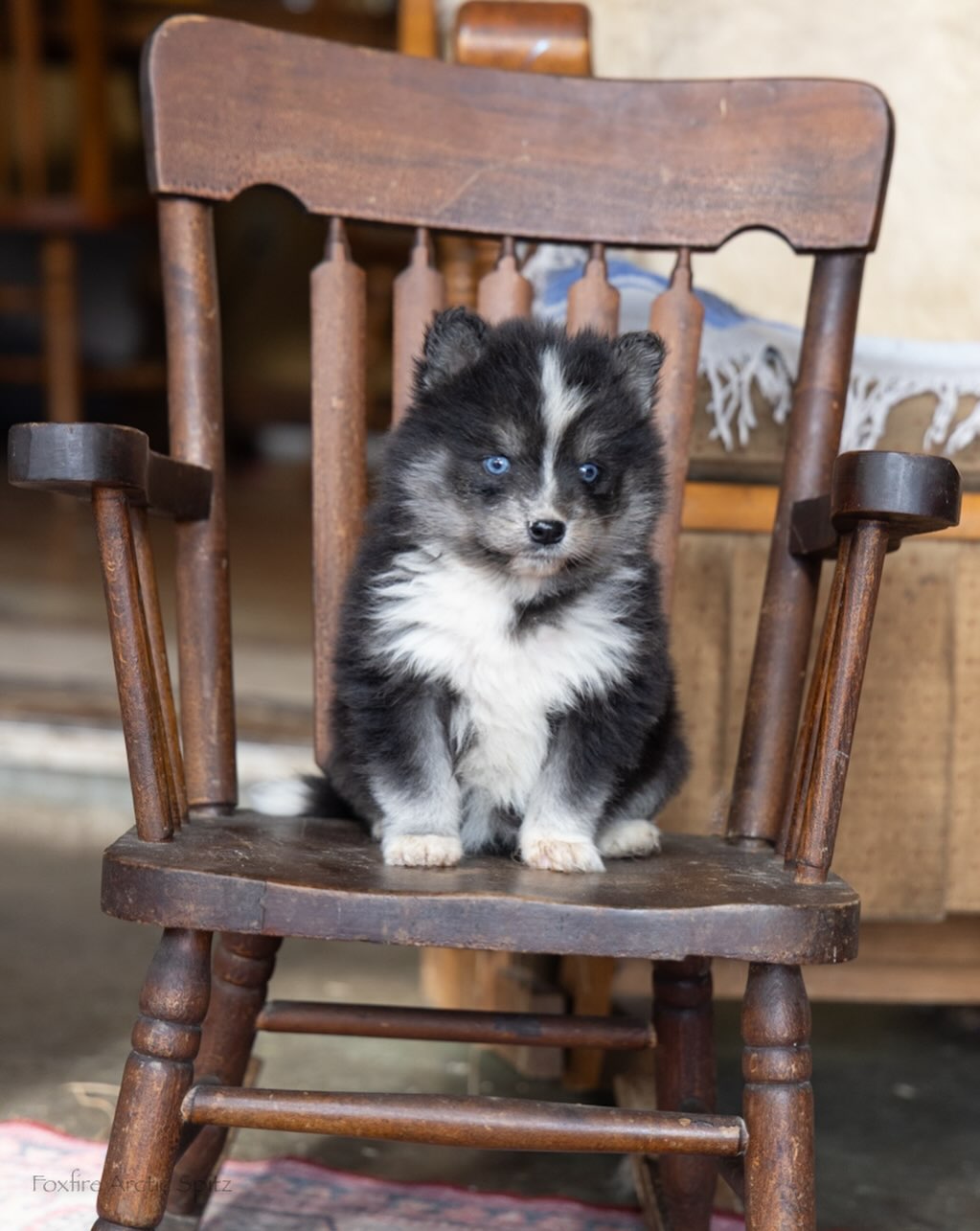 Special little guy ❤️ #foxfirearcticspitz#pomskypuppy#puppy#huskymix#huskypuppy