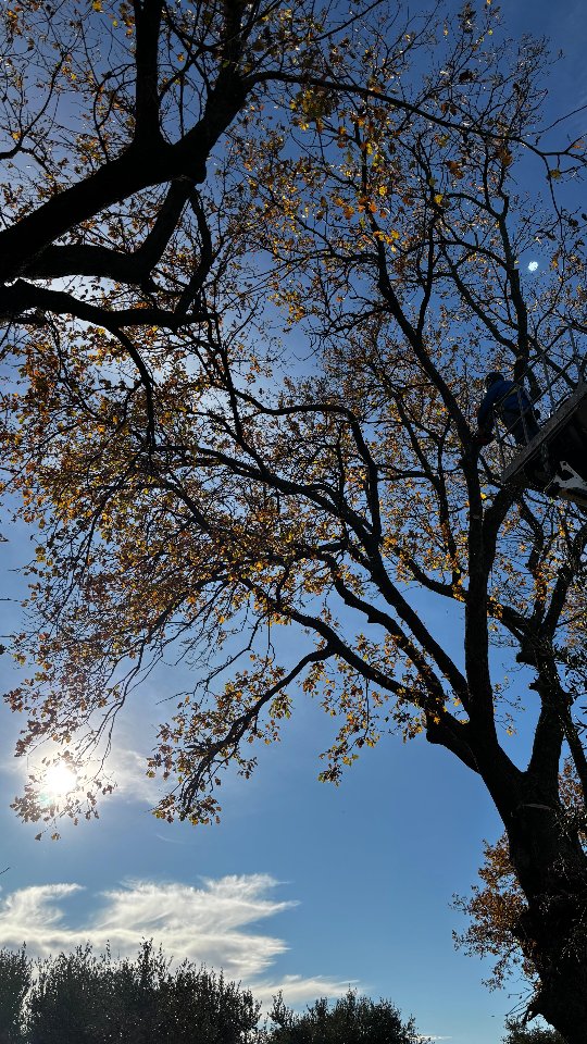 IL NOSTRO RAF QUASI SI ADDORMENTA IN QUOTA 🥱
Potatura direzionale di 6 esemplari di Quercus pubescens meglio nota come 🌳Roverella 🌳
#gardendesign #savinosrls #treelovers #giardinieri #outside #greenday