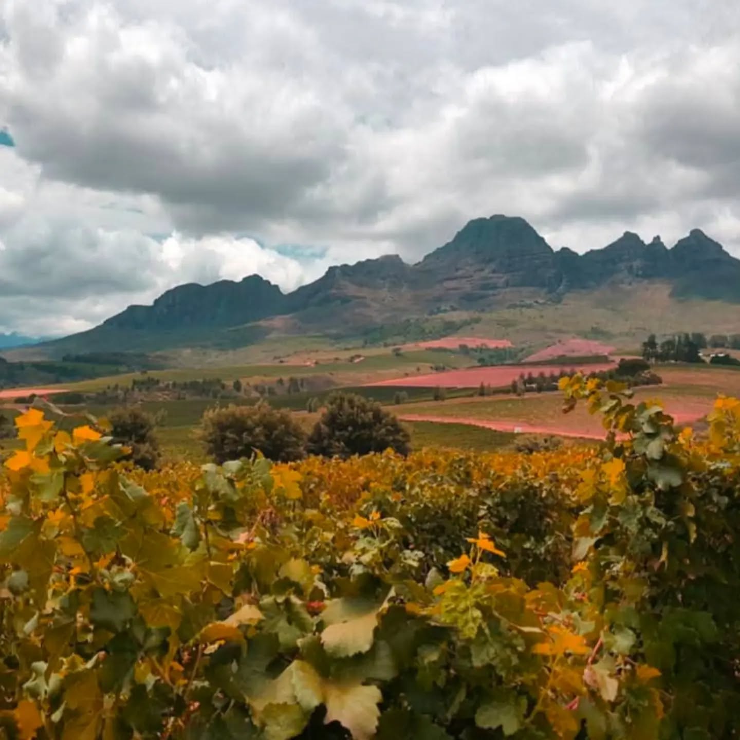 We all posting sh*t from 2016?
Another year with highs and lows. We started the year with our first working trip to South Africa. Not pictured (unfortunately) is me covered in mosquito bites with a black eye and swollen hand (I had an altercation with a patio umbrella). My first event, posing with wine bottles and glasses, and a quick trip to Croatia.
We also lost a dear, dear friend, and you know who was elected president. The first time. 😠
#throwback #wine #winetravel #throwbackthursday #winelover
